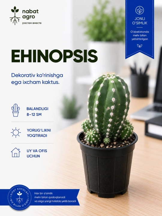 Ehinopsis kaktusi,dekorativ sukkulent
