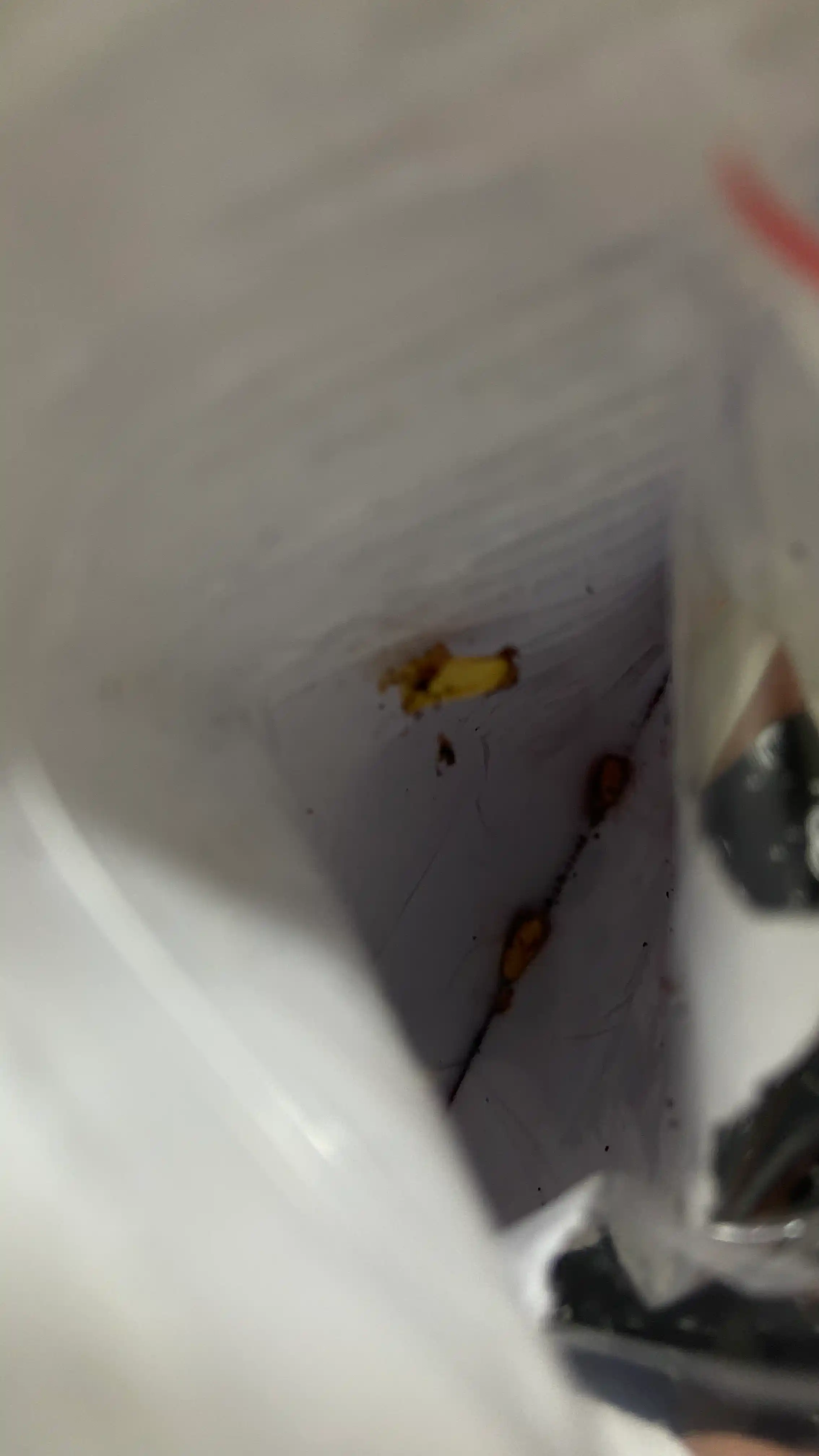 Xona anori, Urug‘lar, 20 dona, xona o‘simliklari urug‘lari