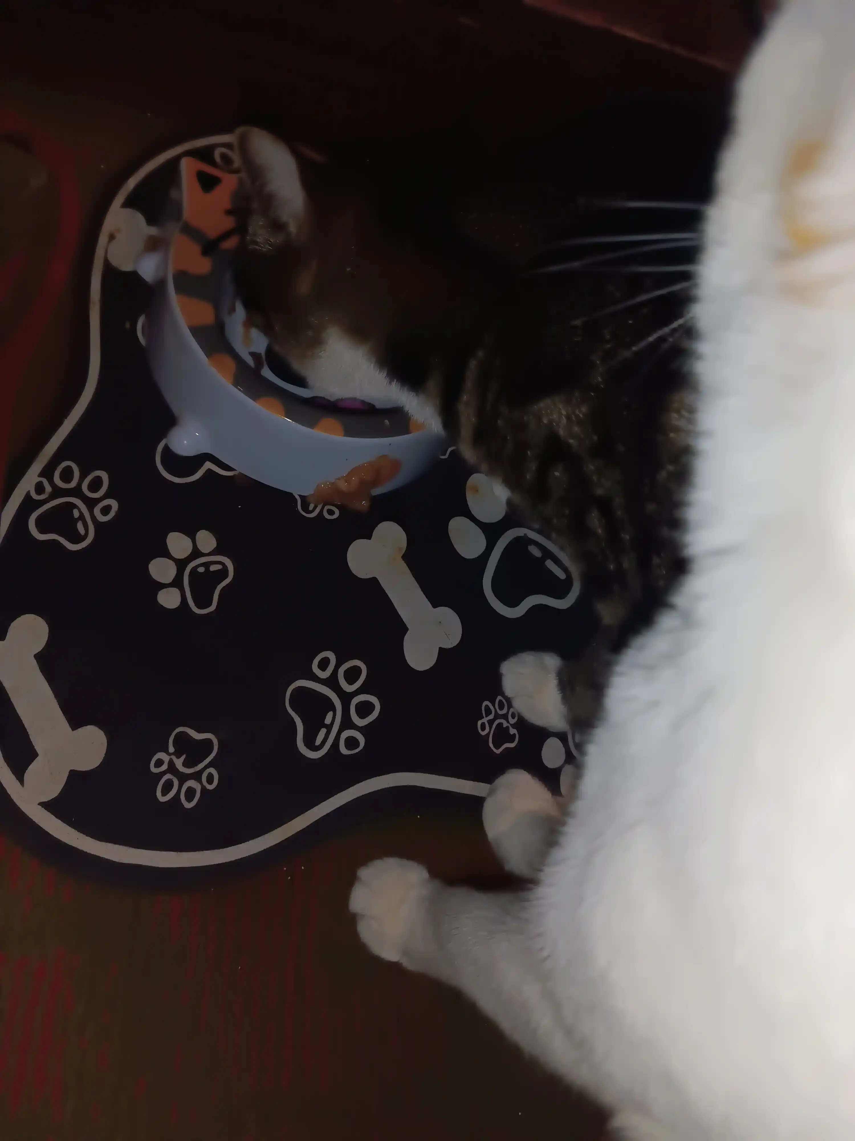 Sheba корм для кошек, ломтики с форелью и креветками в соусе, 75 г, 5 шт