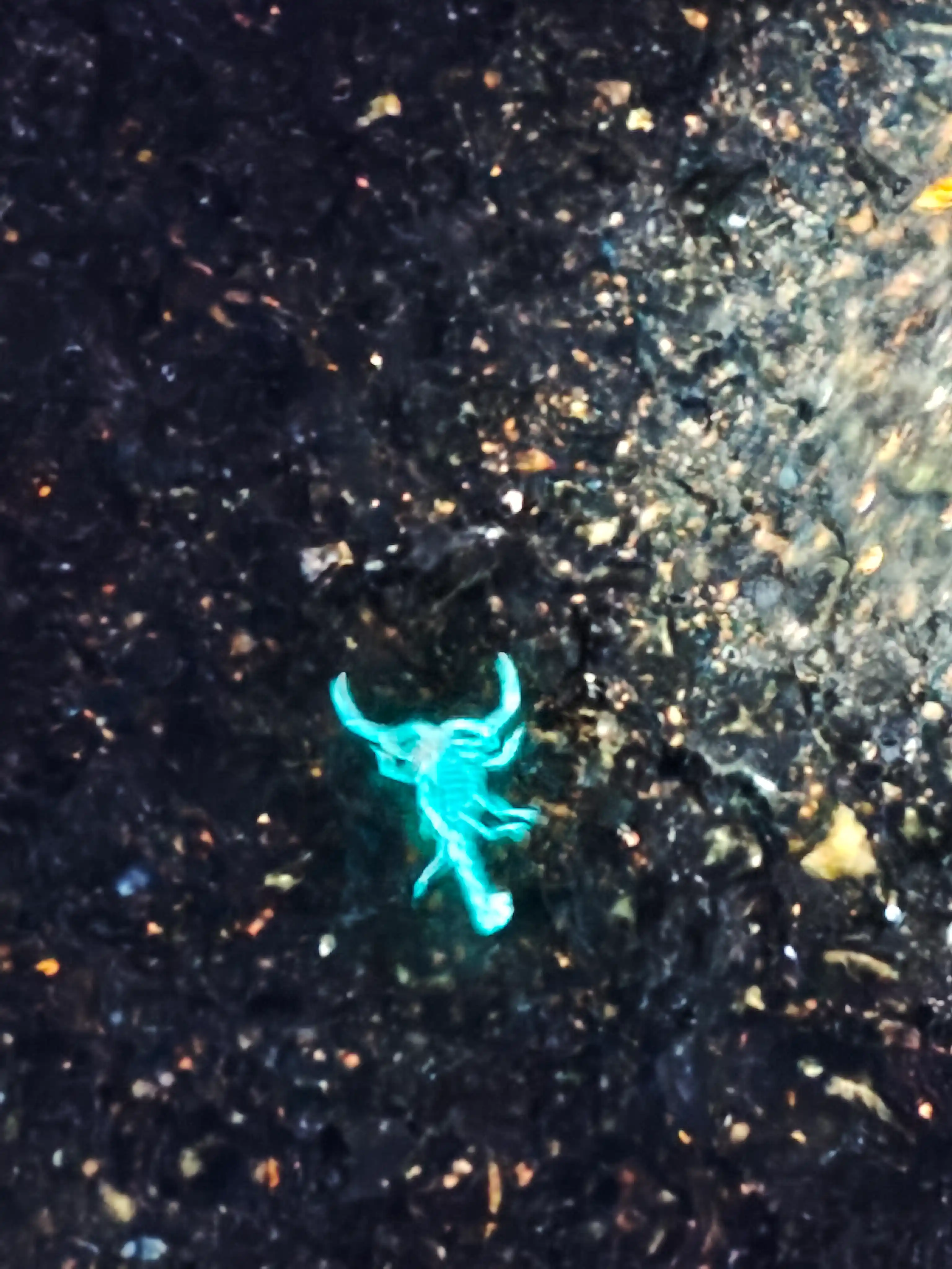Ultrabinafsha chiroq - universal qurilma