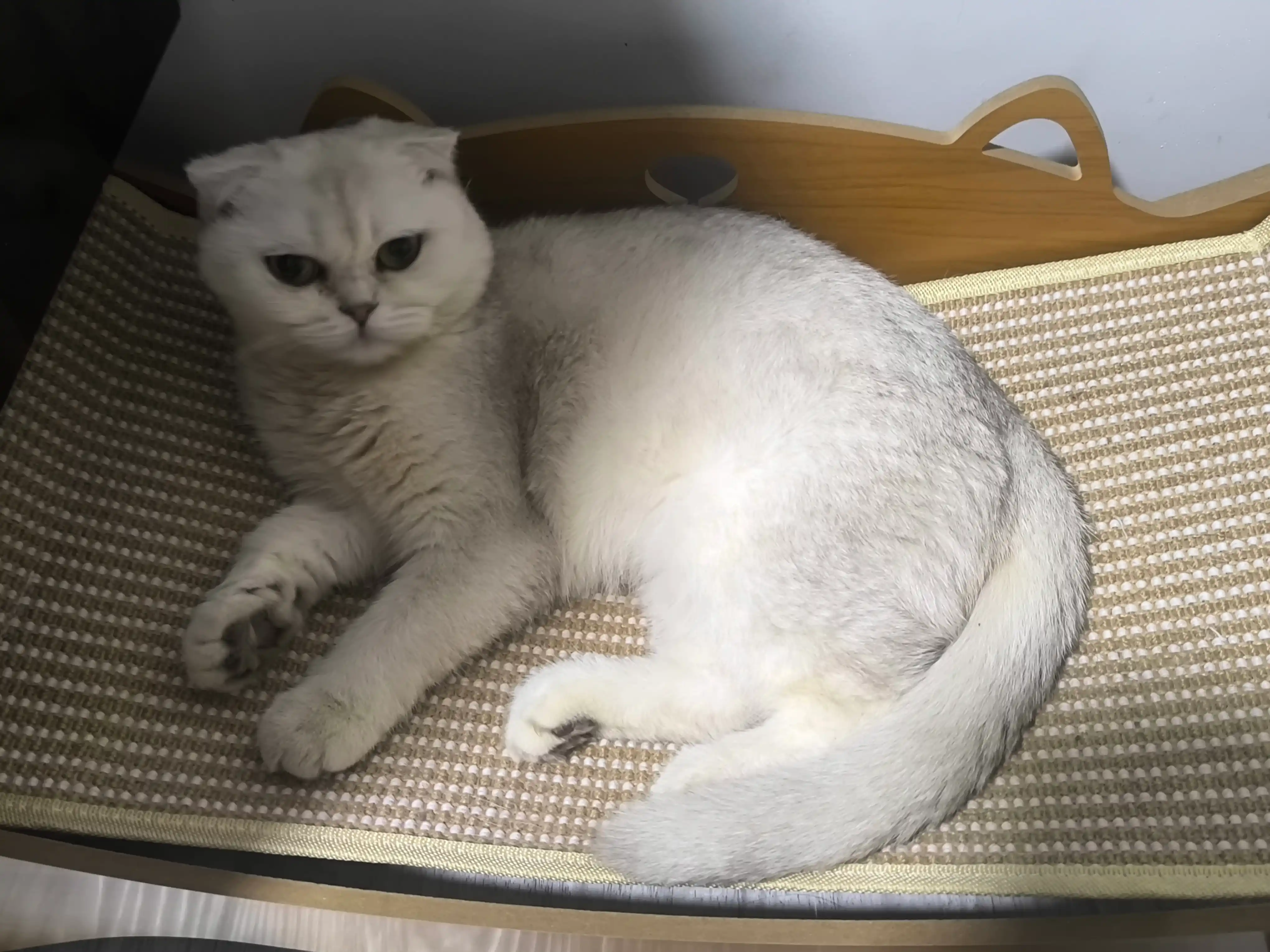 Лежанка когтеточка кошки, сизалевая кровать кота, игровая лежанка кошки, кровать для кота