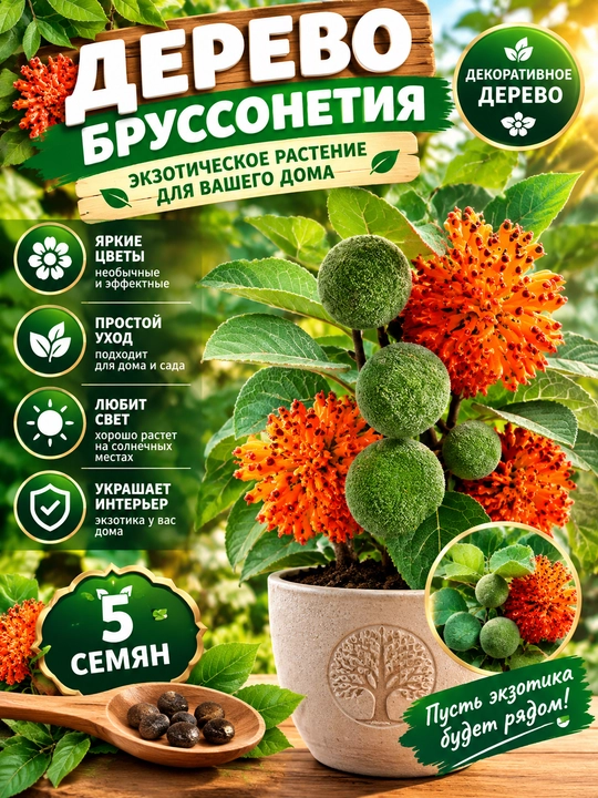 Семена декоративного дерева Broussonetia, 5 штук - 