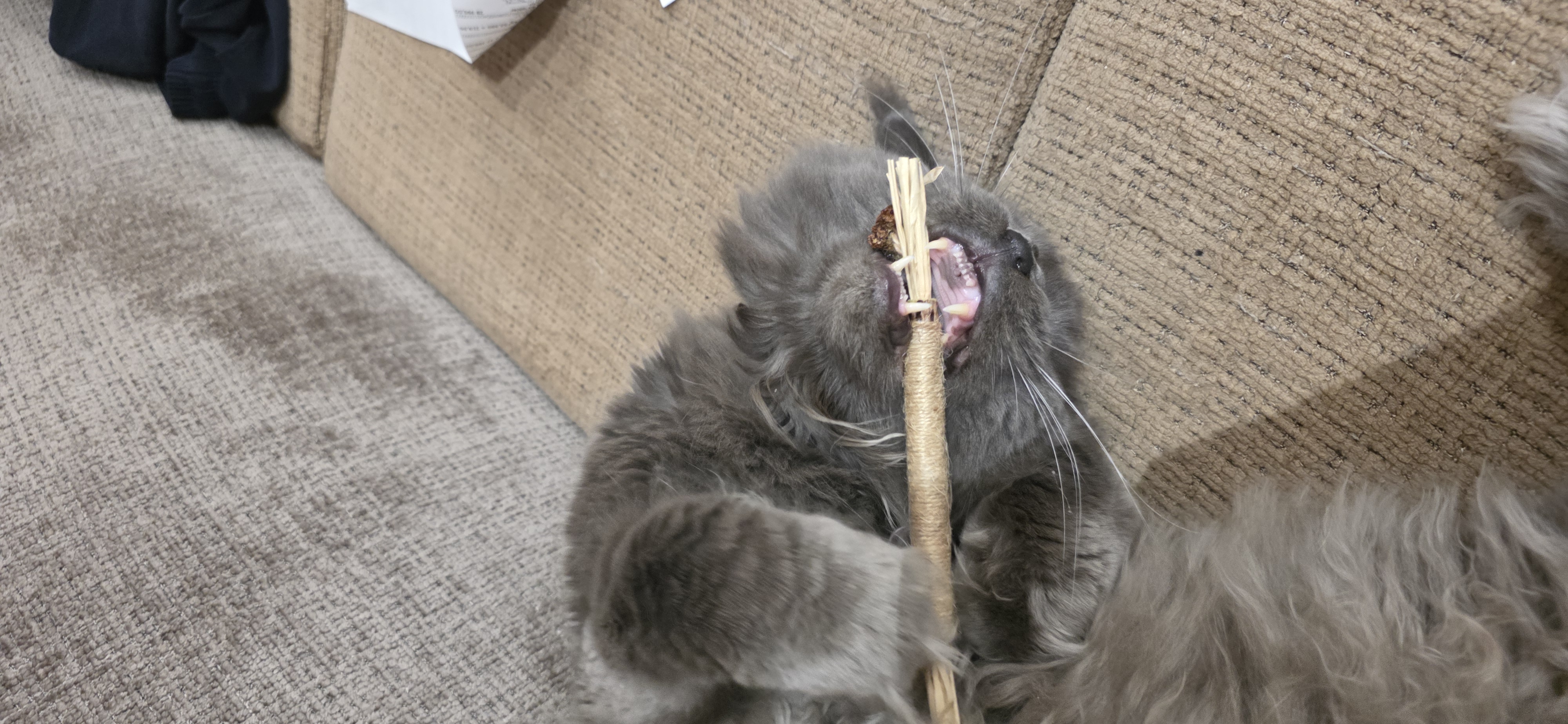 Кошачья мята для кошек, палочка мататаби натуральная дразнилка