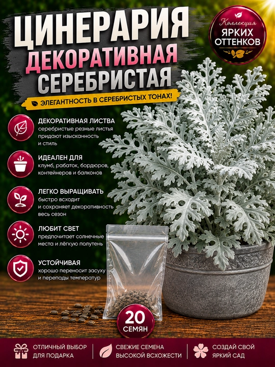 Семена Цветка Цинерария декоративная серебристая, 20 семян - 
