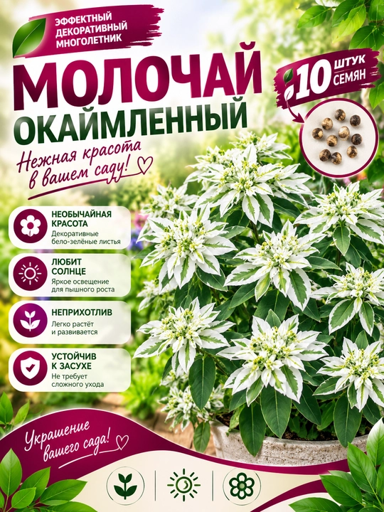 Dekorativ gul urug‘i Hoshiyali sutlama, 10 ta urug‘ - 