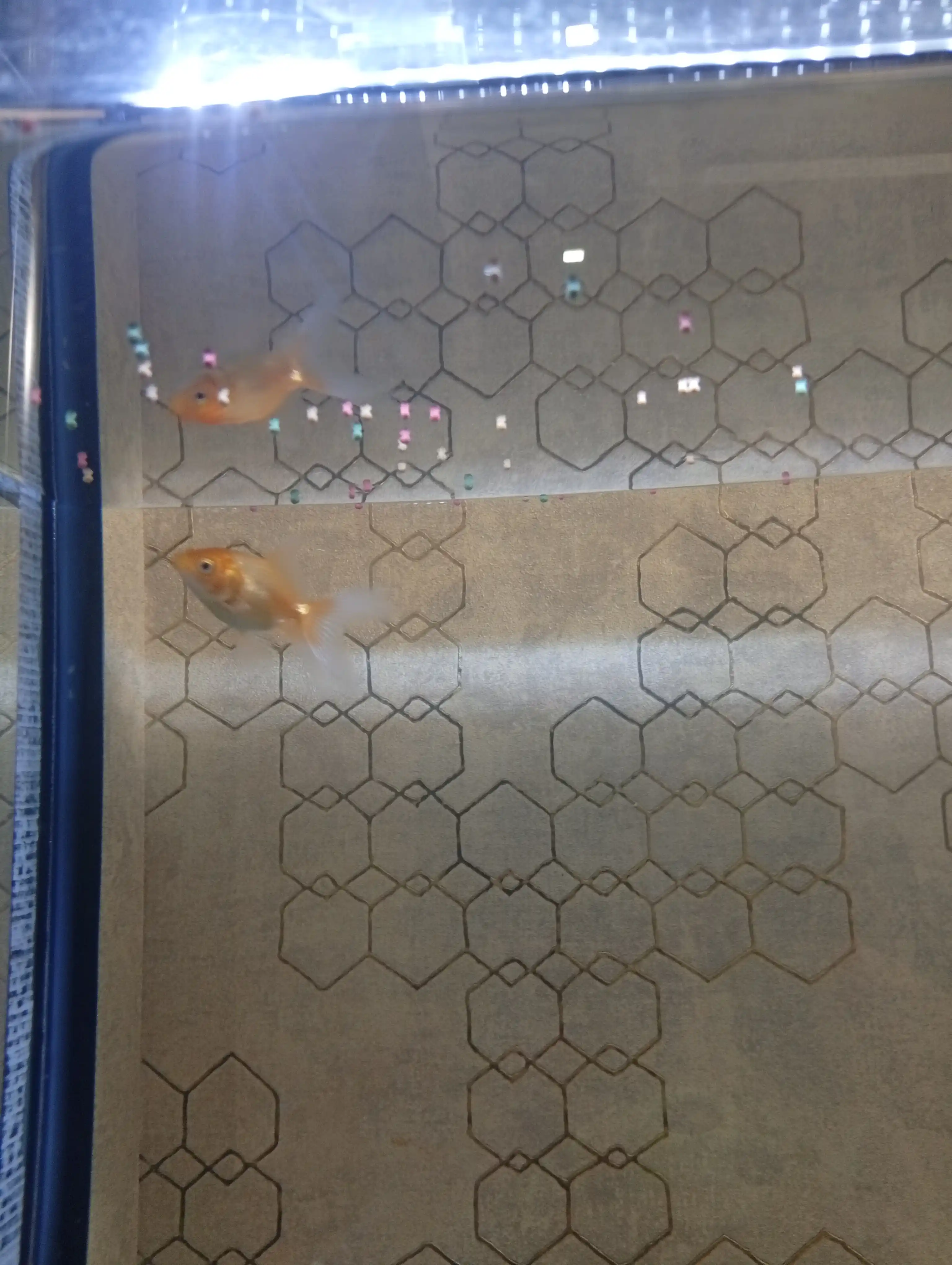 Koi va Oranda hovuz baliqlari uchun ozuqa - granulalar, 25 g