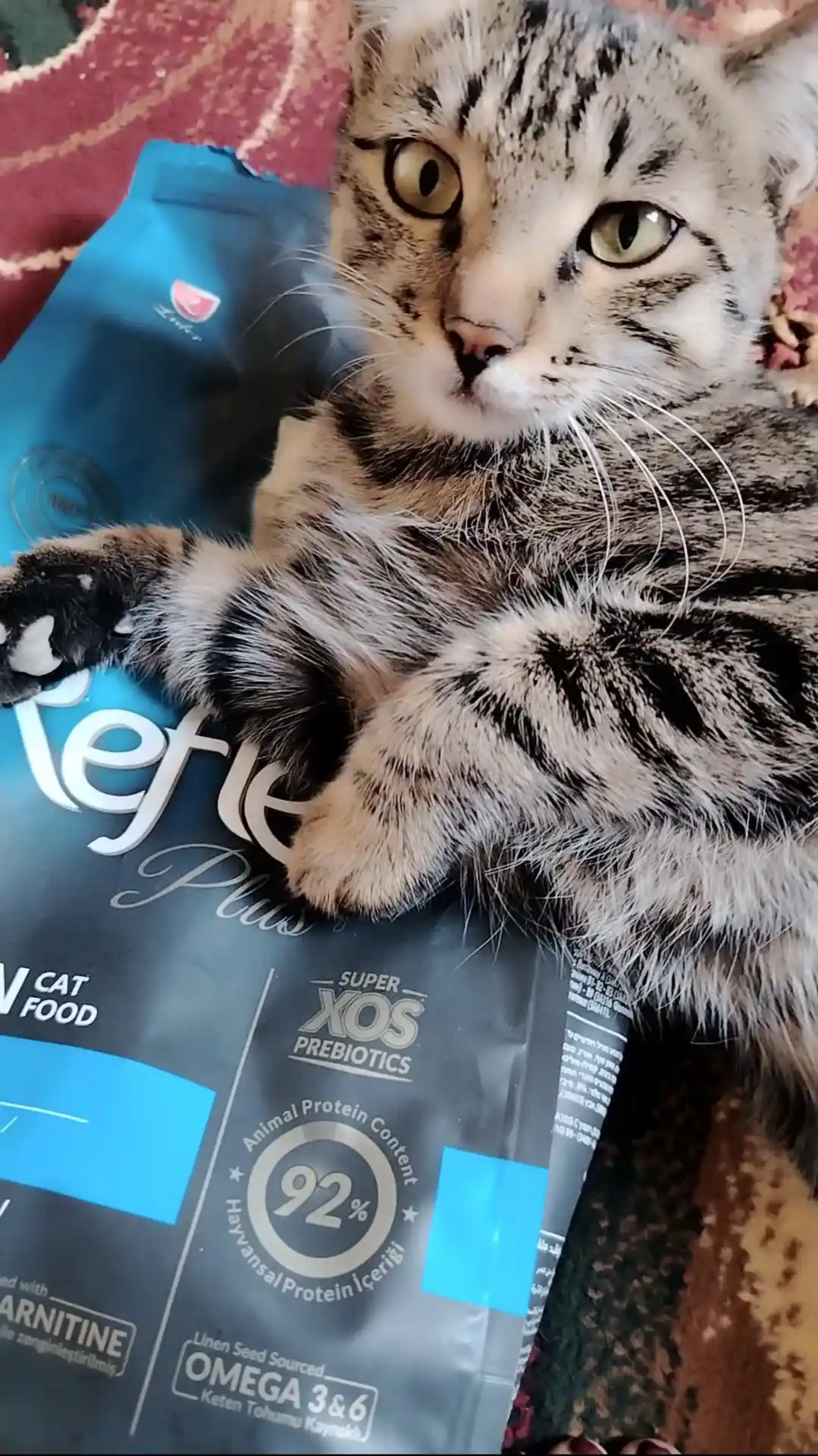 Reflex Plus Kitten Salmon quruq mushukchalarga moljallangan lososli ozuqa, 1.5 kg