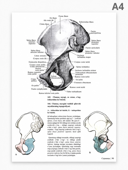 Atlas. Odam anatomiyasi. Birinchi tom Osteologiya, Artrologiya,  Miologiya R.D. Sinelnikov
