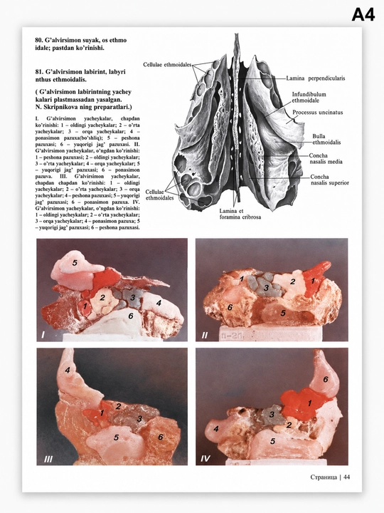 Atlas. Odam anatomiyasi. Birinchi tom Osteologiya, Artrologiya,  Miologiya R.D. Sinelnikov