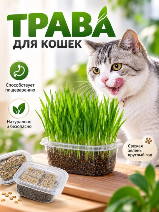 Mushuklar uchun bug‘doy urug‘i, uyda o‘t yetishtirish, 50 g, 5 ta paket, tabiiy urug‘ - 