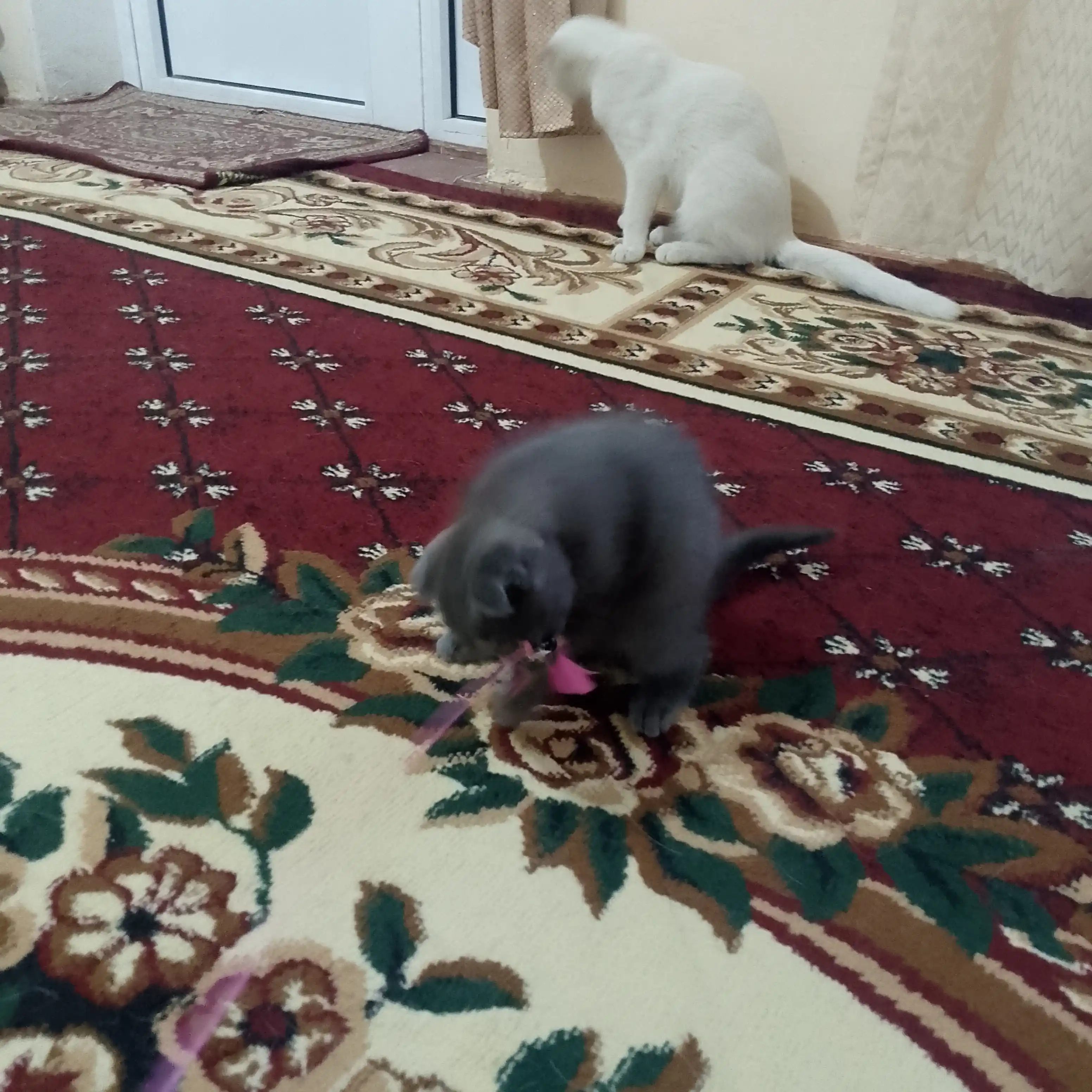 Игрушка для кошек, удочка с пером и колокольчиком