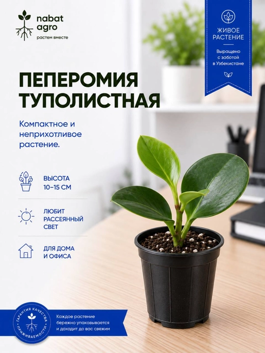 Пеперомия туполистная, декоративно-лиственное комнатное растение - 