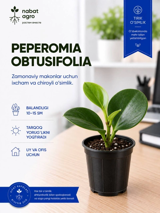 Peperomiya, dekorativ-bargli xona o‘simligi