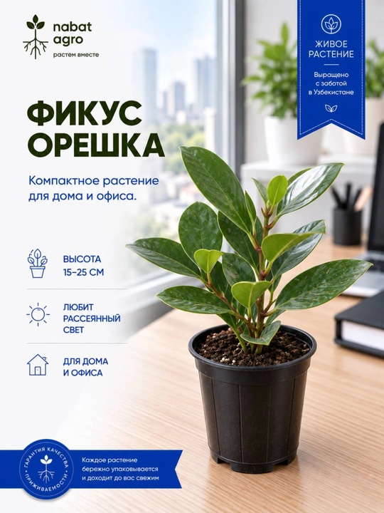Fikus,dekorativ-bargli xona o‘simligi - 