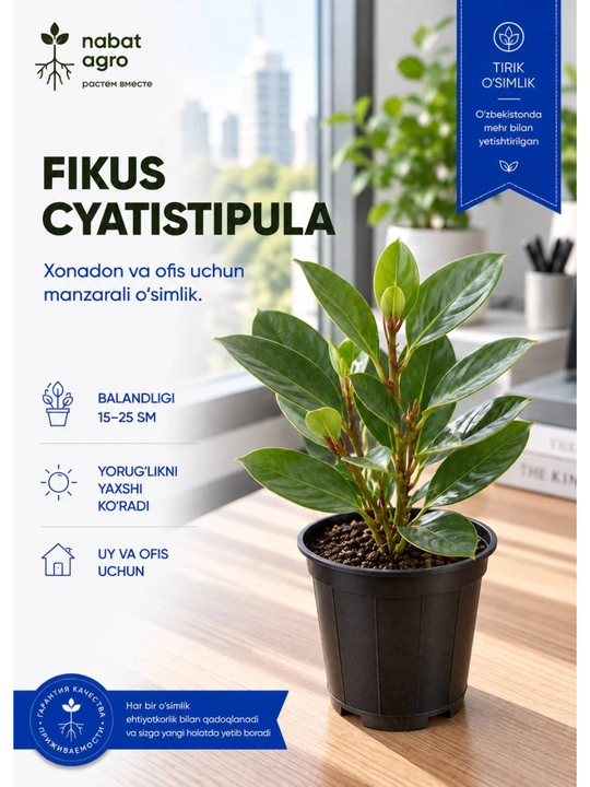 Fikus,dekorativ-bargli xona o‘simligi