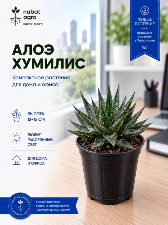 Aloe Humilis, dekorativ sukkulent - 