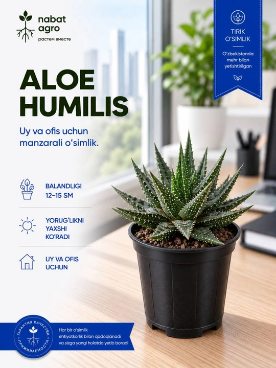 Aloe Humilis, dekorativ sukkulent