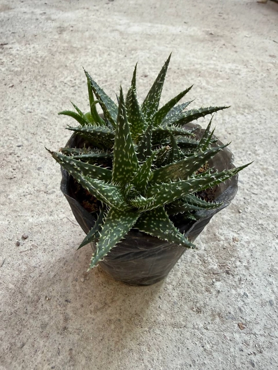 Aloe Humilis, dekorativ sukkulent