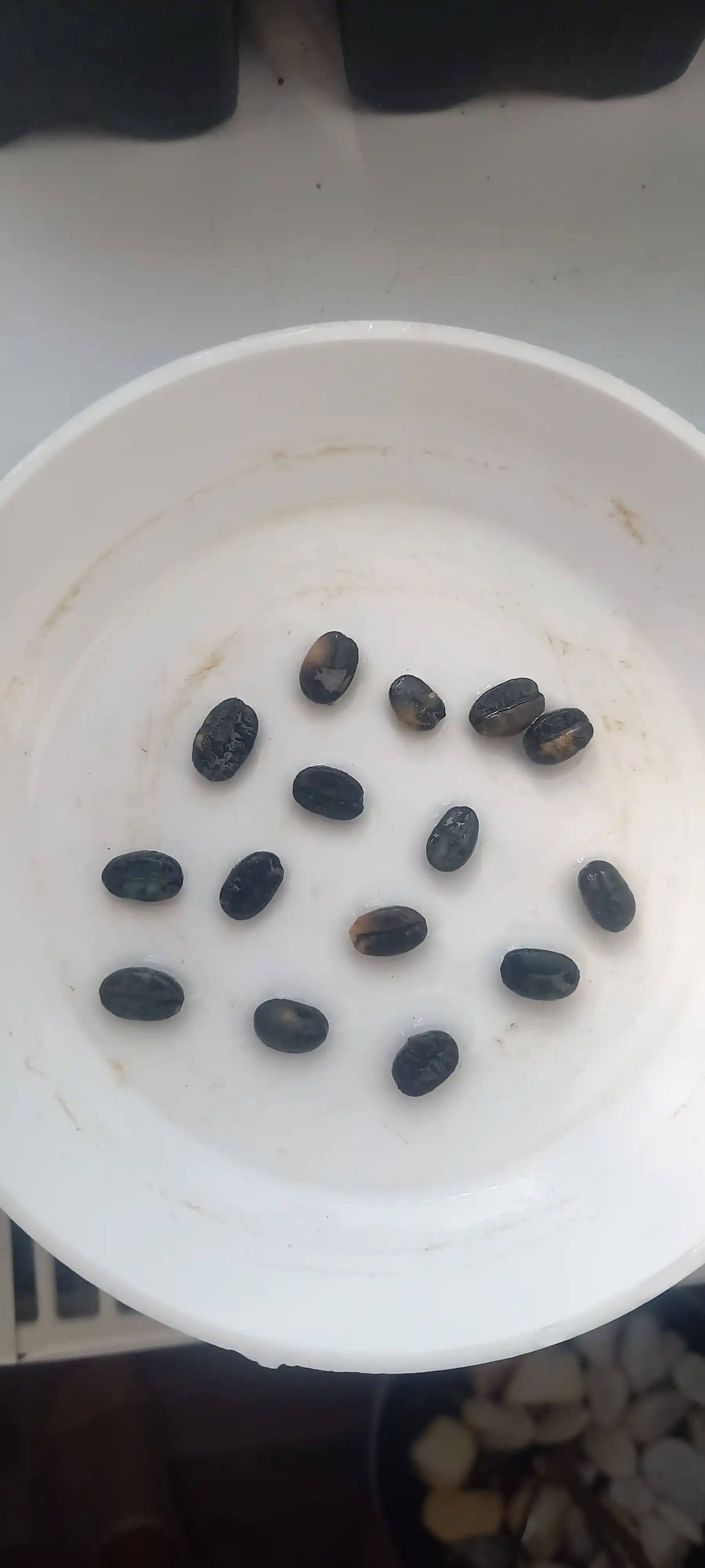 Arab mitti qahvasi Kafa, Urug‘lar, 20 dona, ekzotik o‘simliklar urug‘lari