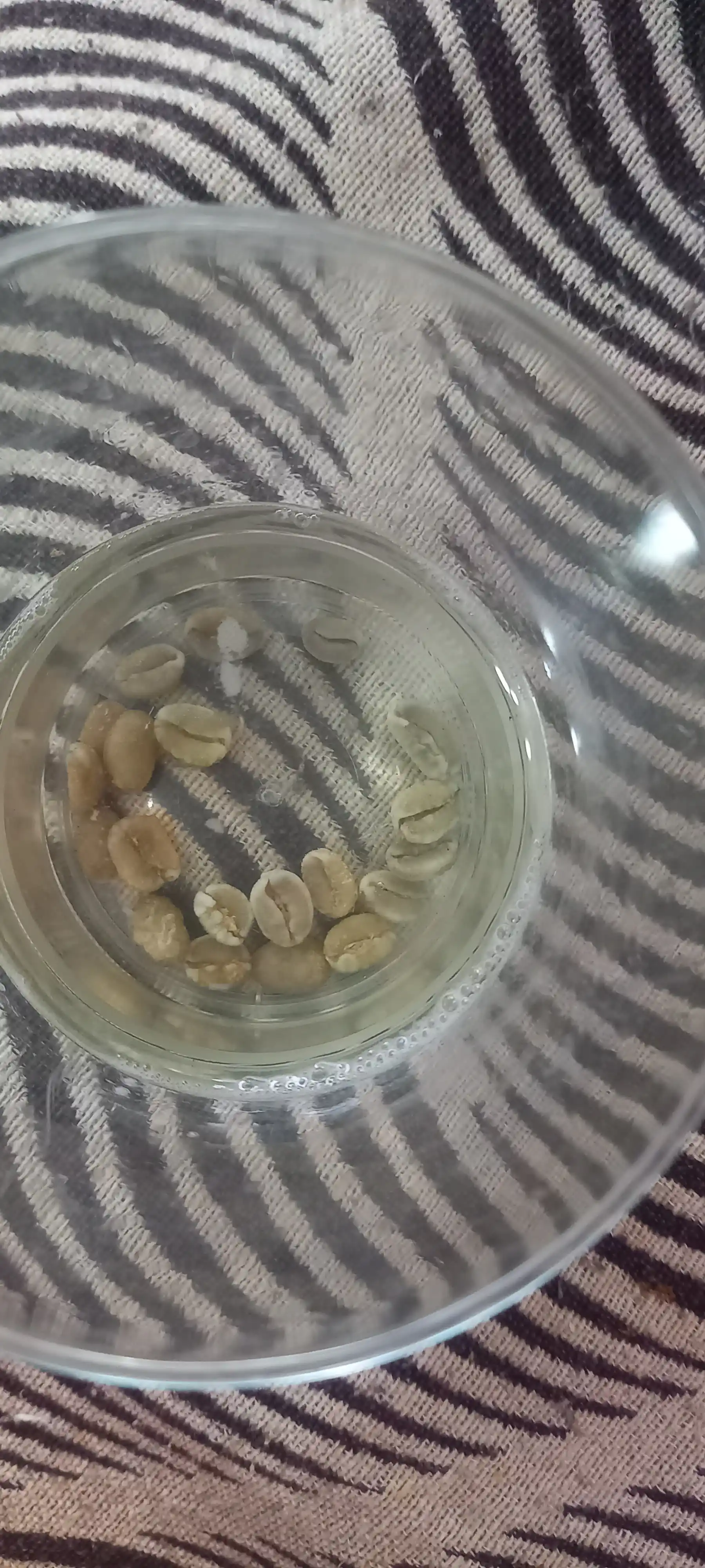 Arab mitti qahvasi Kafa, Urug‘lar, 20 dona, ekzotik o‘simliklar urug‘lari