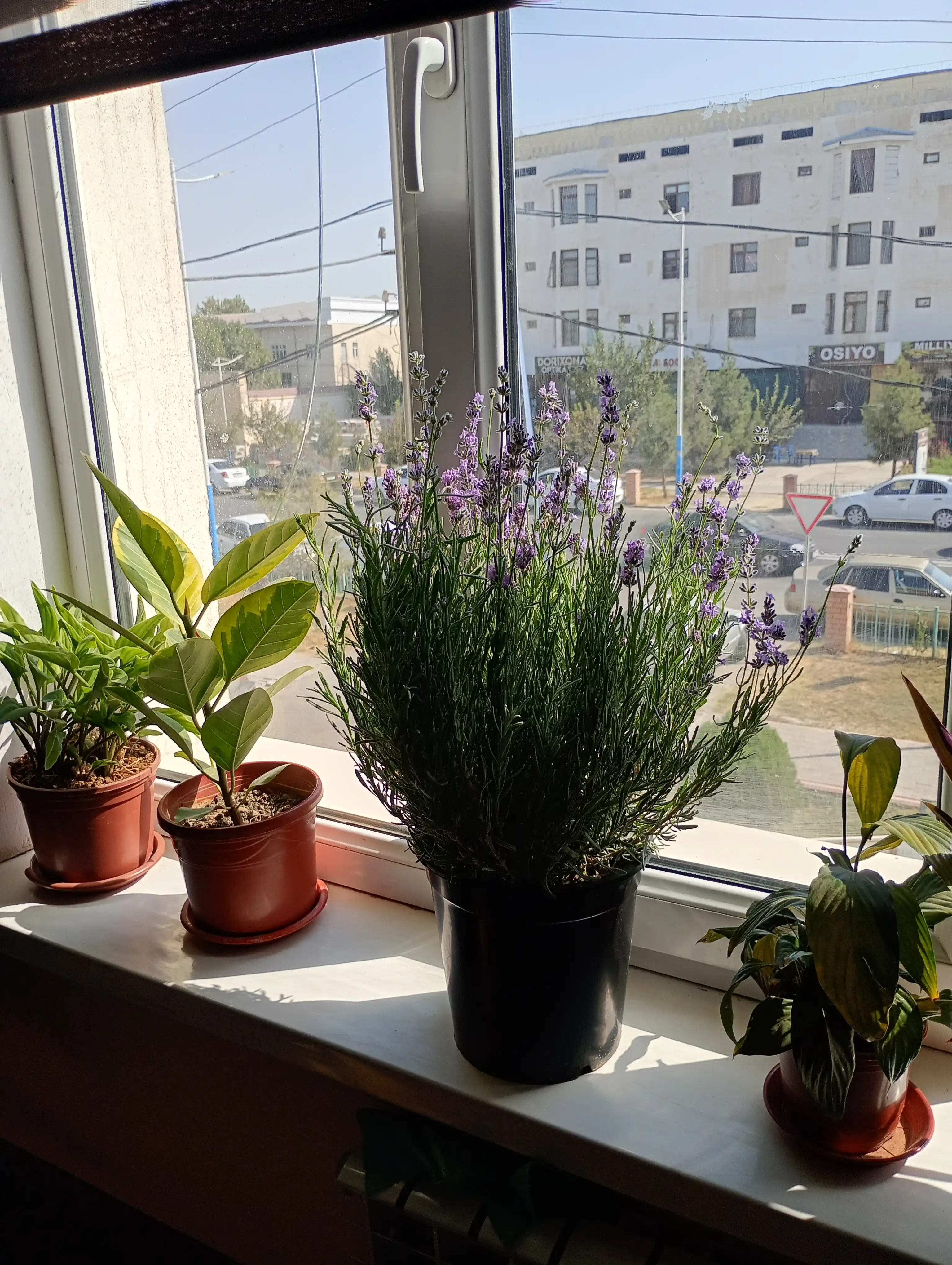 Lavandin gibrid, dekorativ o‘simlik, uvakdagi o‘simlik, xona o‘simliklar, xonaki gullar