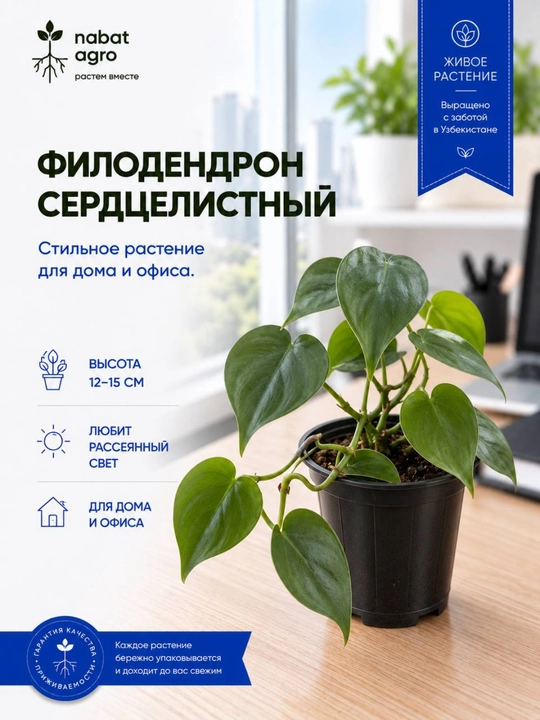 Филодендрон сердцелистный, декоративно-лиственное комнатное растение - 