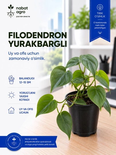Yurakbargli filodendron, dekorativ-bargli xona o‘simligi