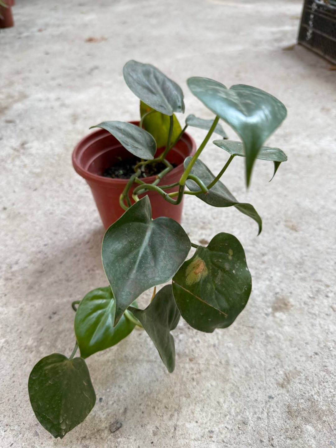 Yurakbargli filodendron, dekorativ-bargli xona o‘simligi