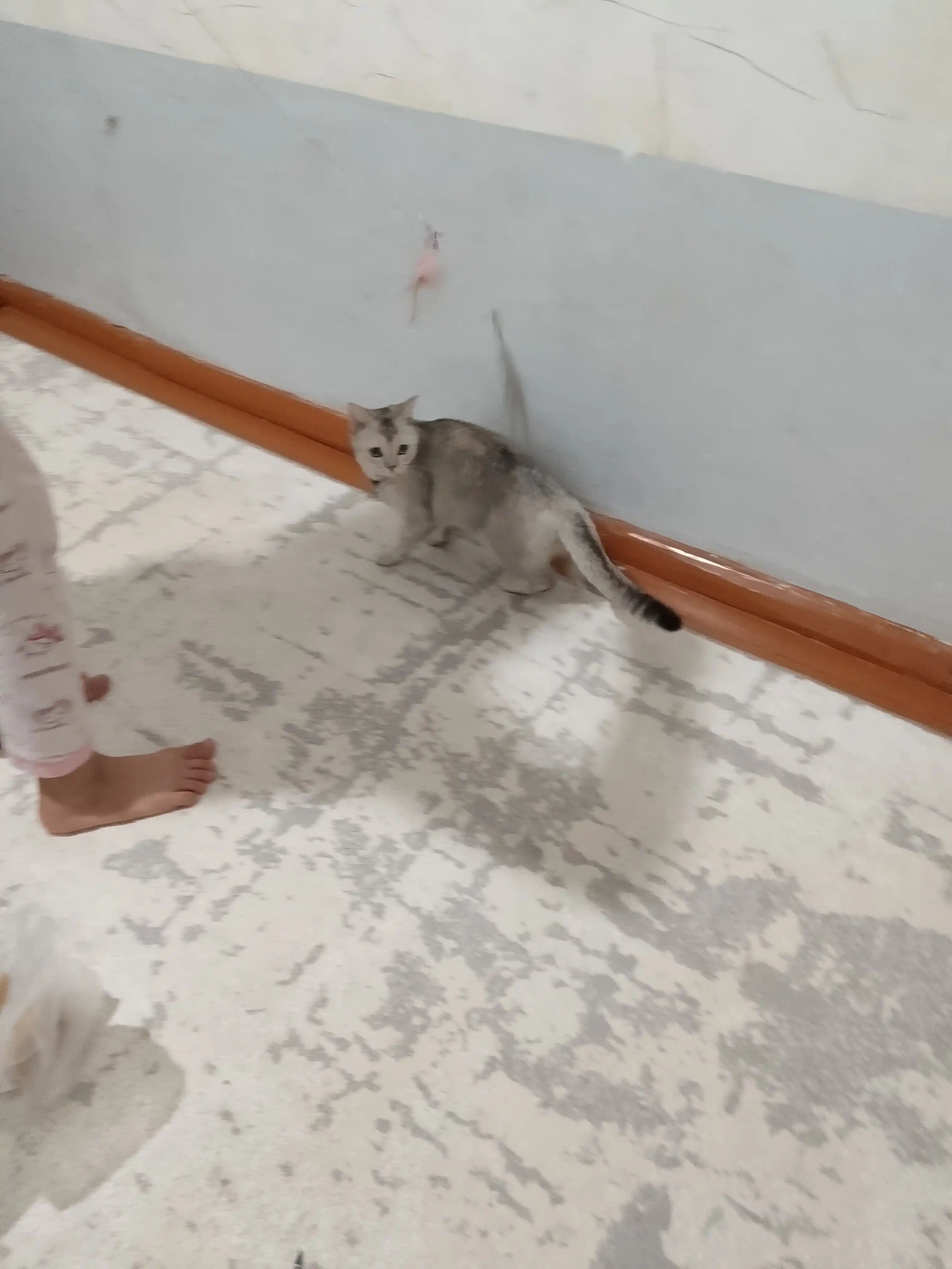 Интерактивная игрушка для кошек