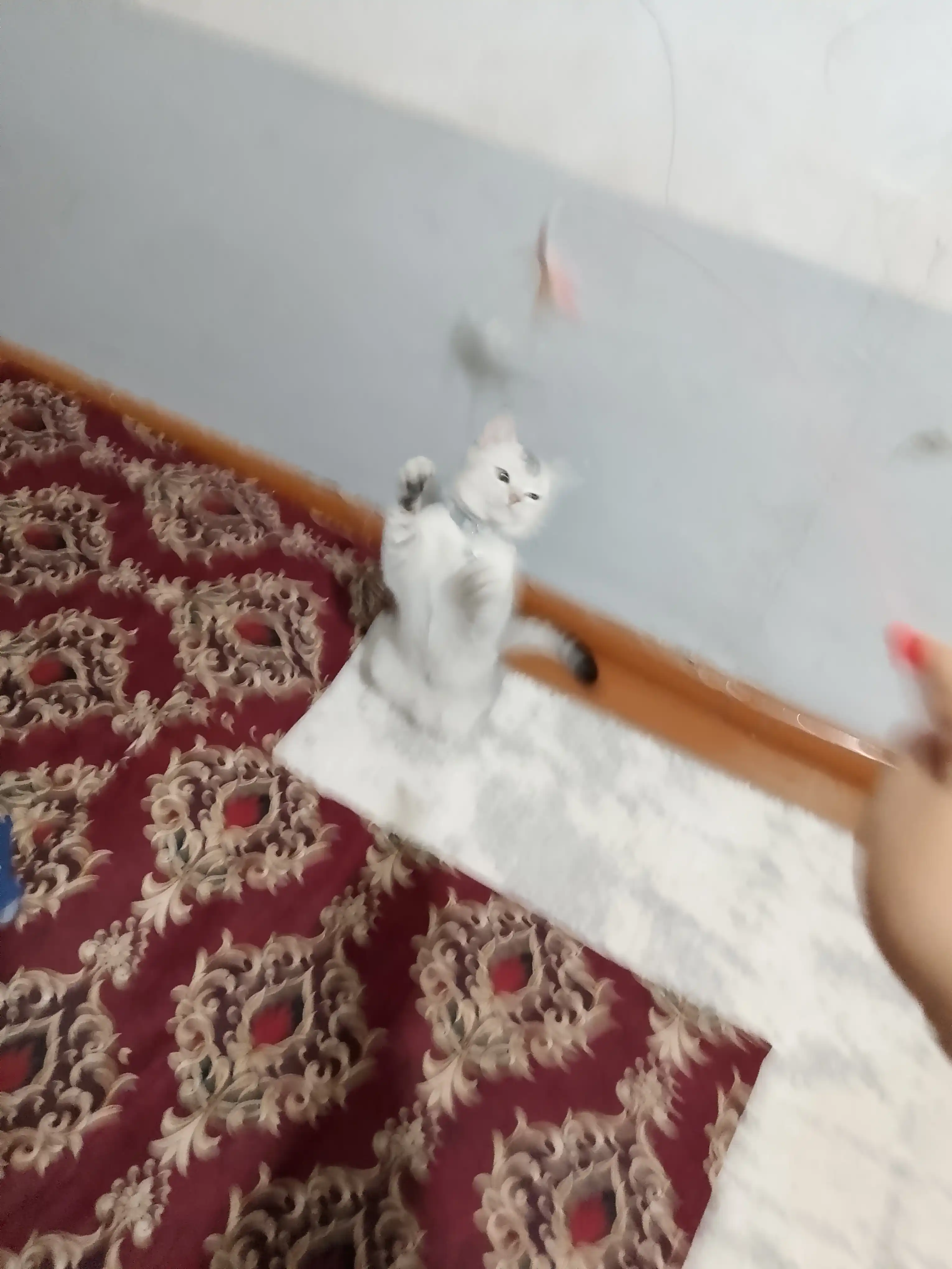 Интерактивная игрушка для кошек