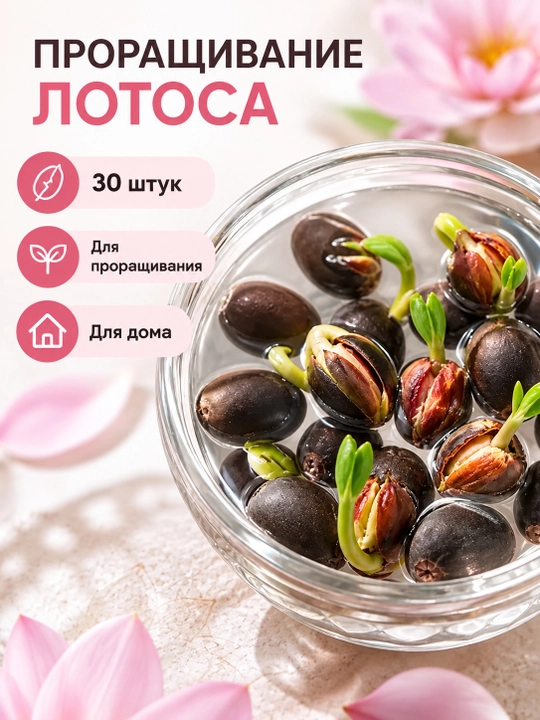 Lotus urug'lari 30 dona, unib chiqarish, ekish, dekor va uyda o'stirish uch - 