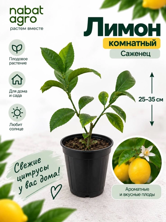 Limon, mevali sitrus o‘simligi - 