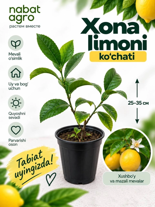 Limon, mevali sitrus o‘simligi