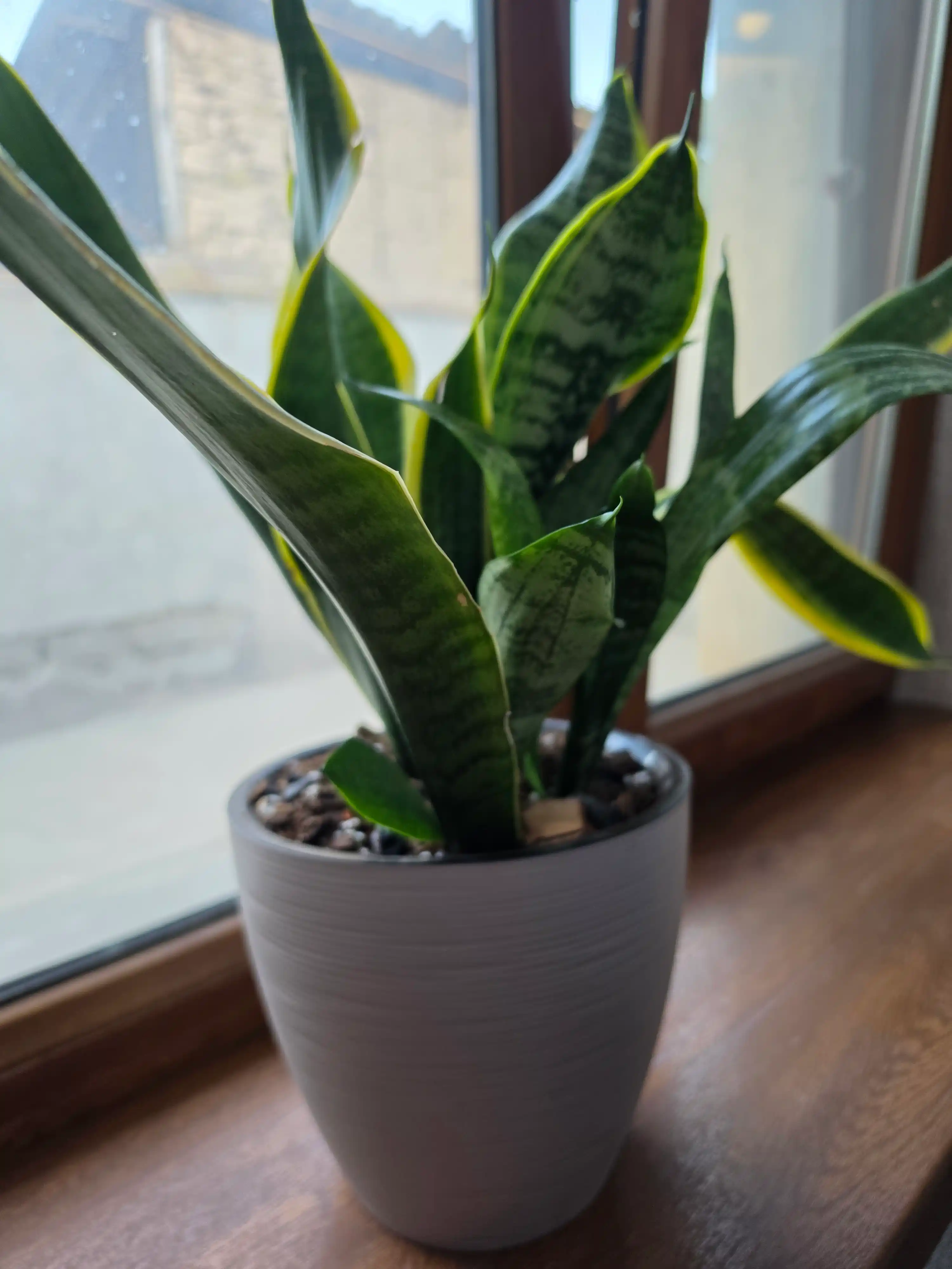 Цветочный горшок, Горшок для растений (кашпо)