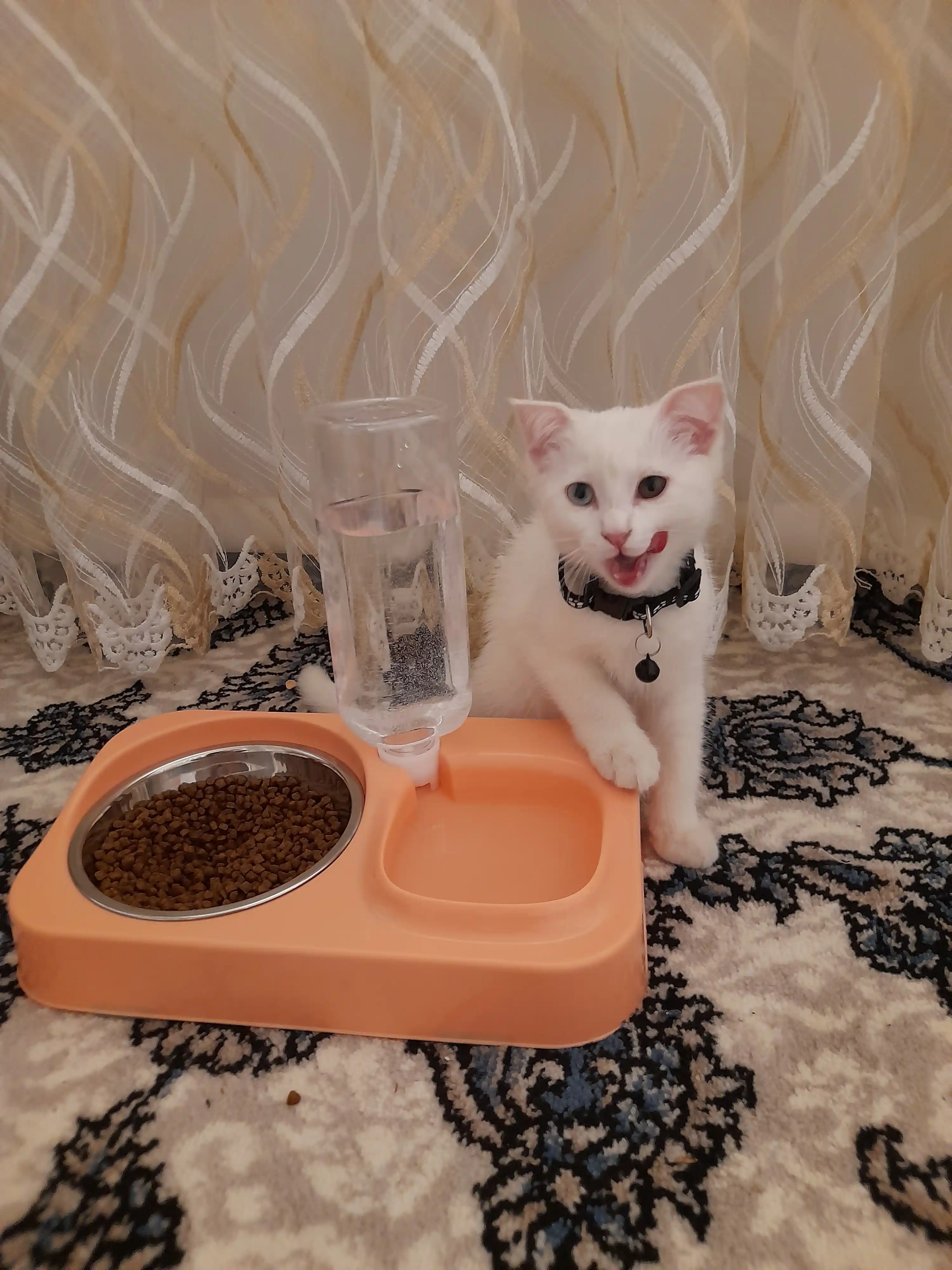 Uy hayvonlari uchun 2-tasi-1 da avtomatik sug‘orish idishi