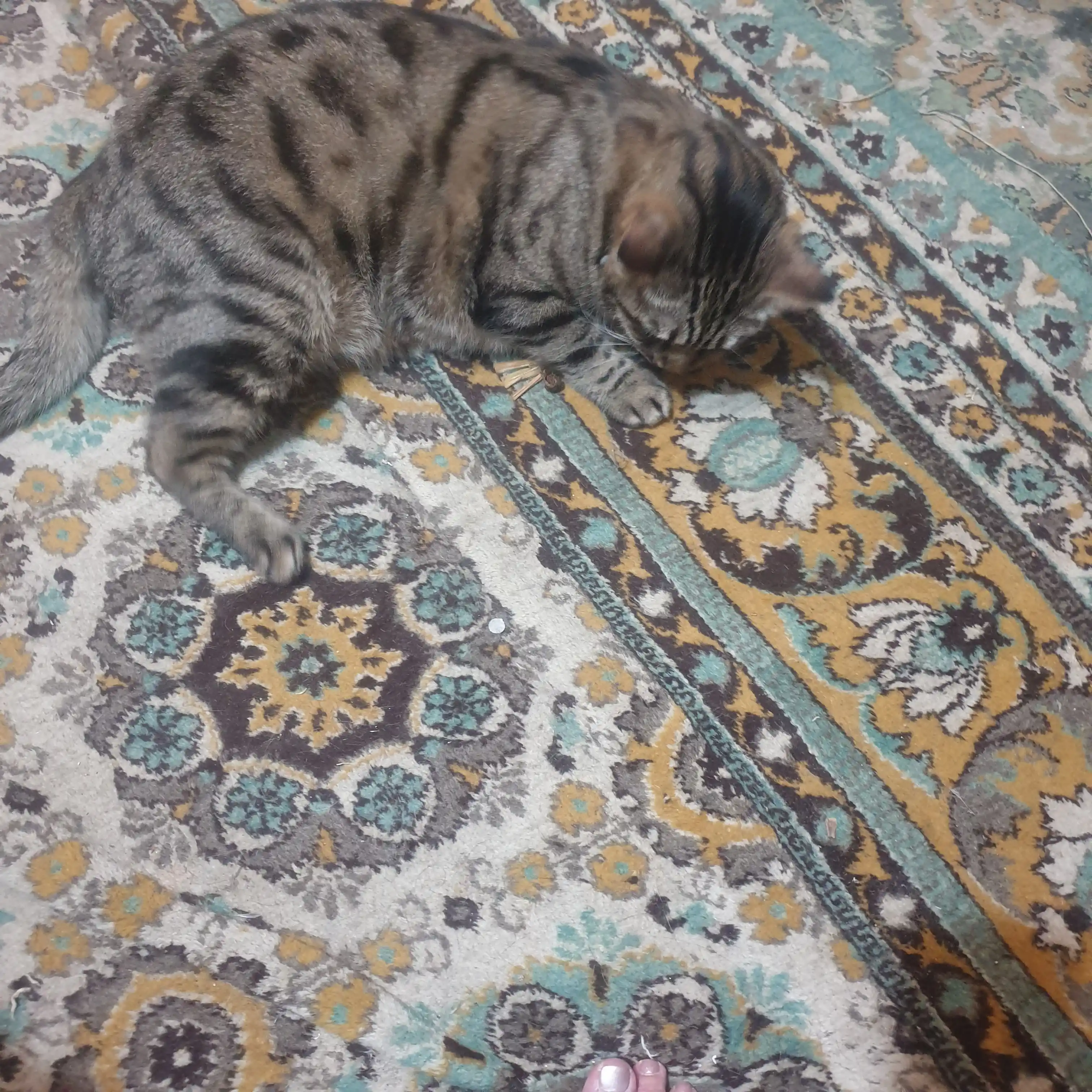 Кошачья мята для кошек, палочка мататаби натуральная дразнилка