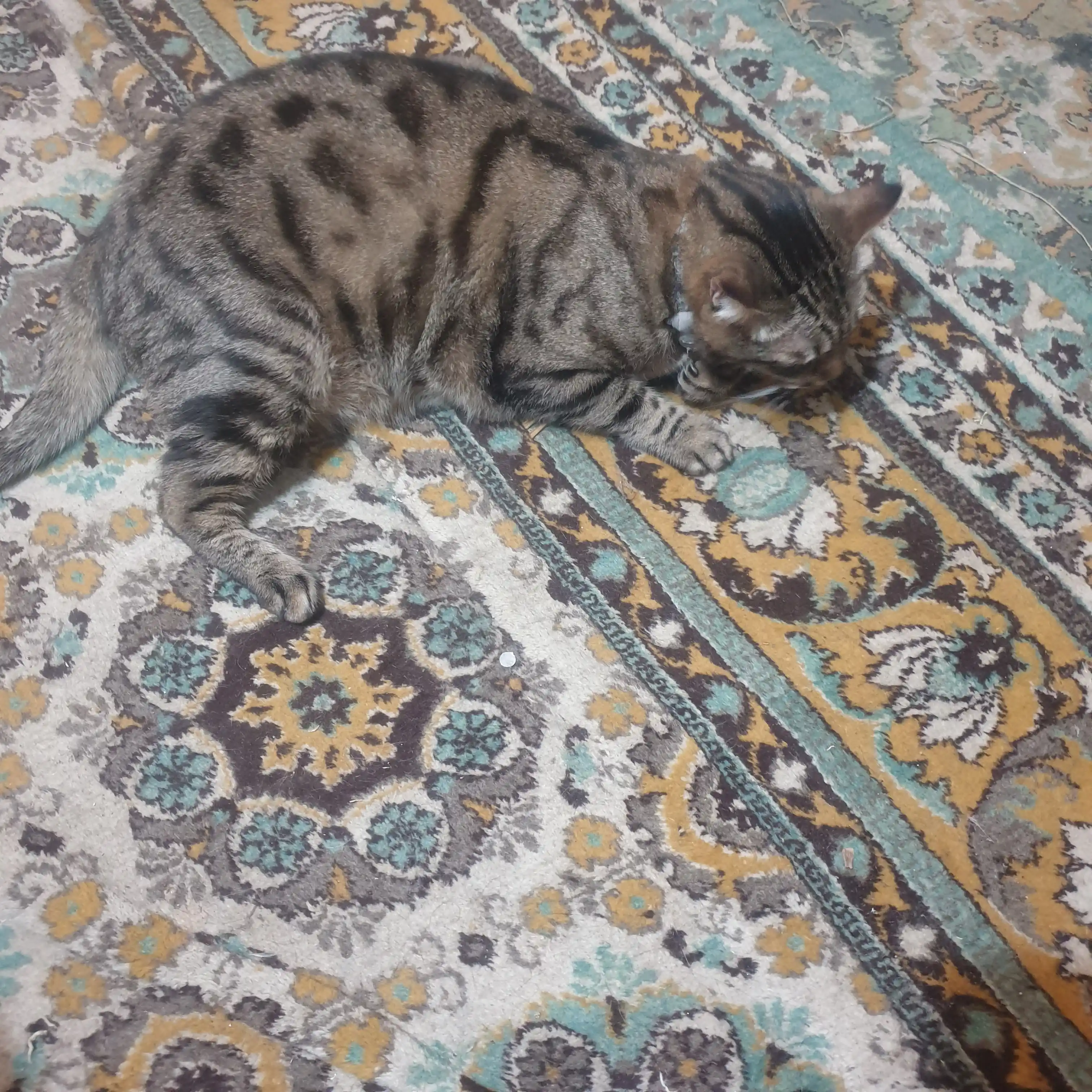 Кошачья мята для кошек, палочка мататаби натуральная дразнилка