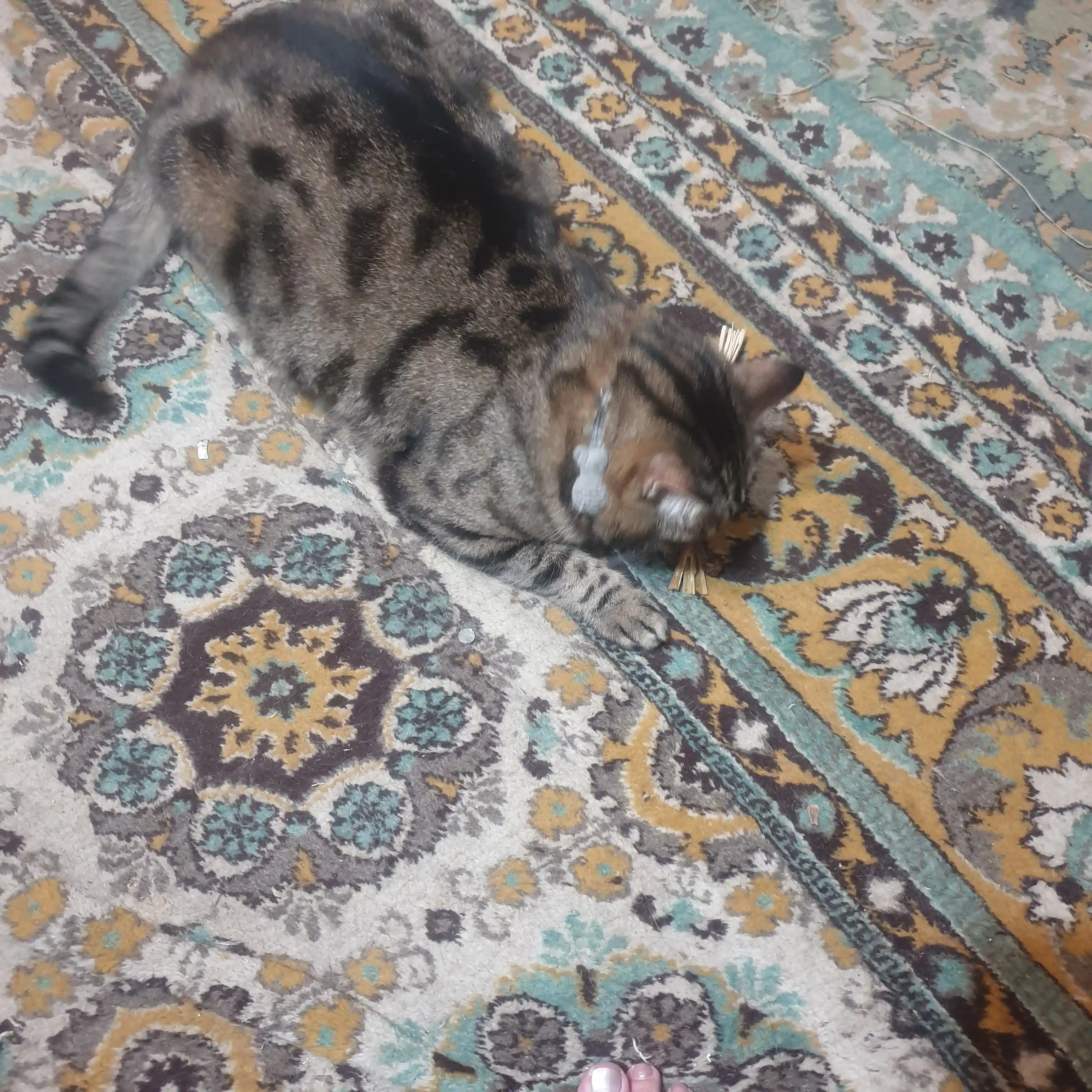 Кошачья мята для кошек, палочка мататаби натуральная дразнилка