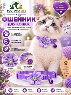 Lavanda