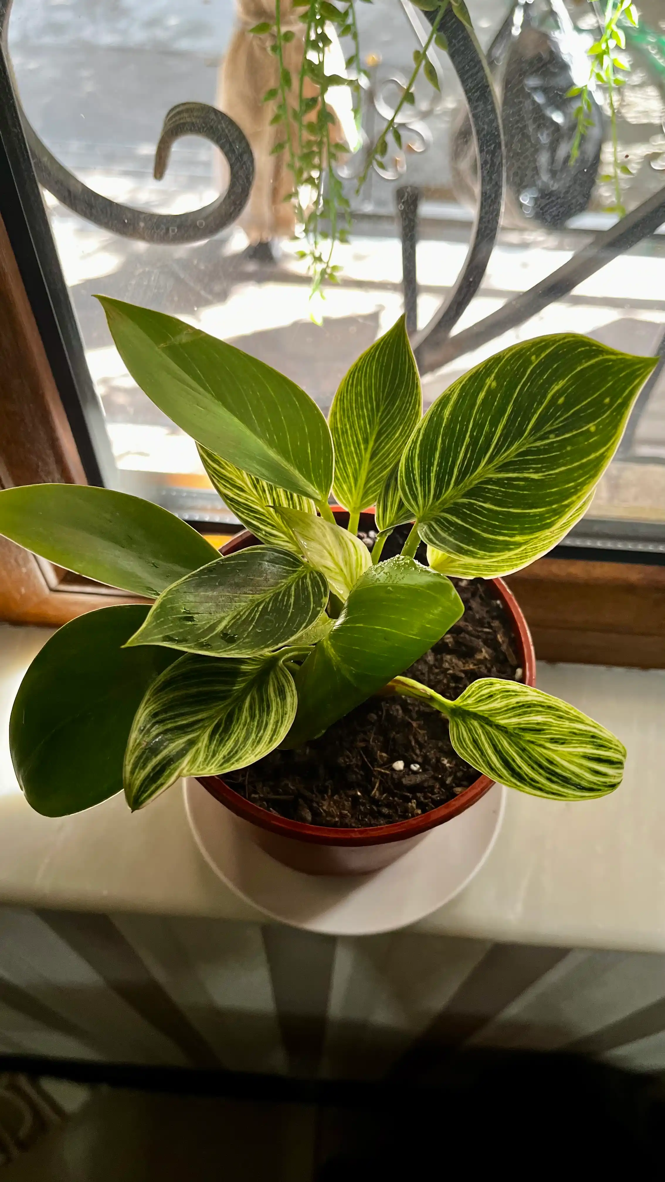Filodendron Birkin, tirik xona o‘simligi