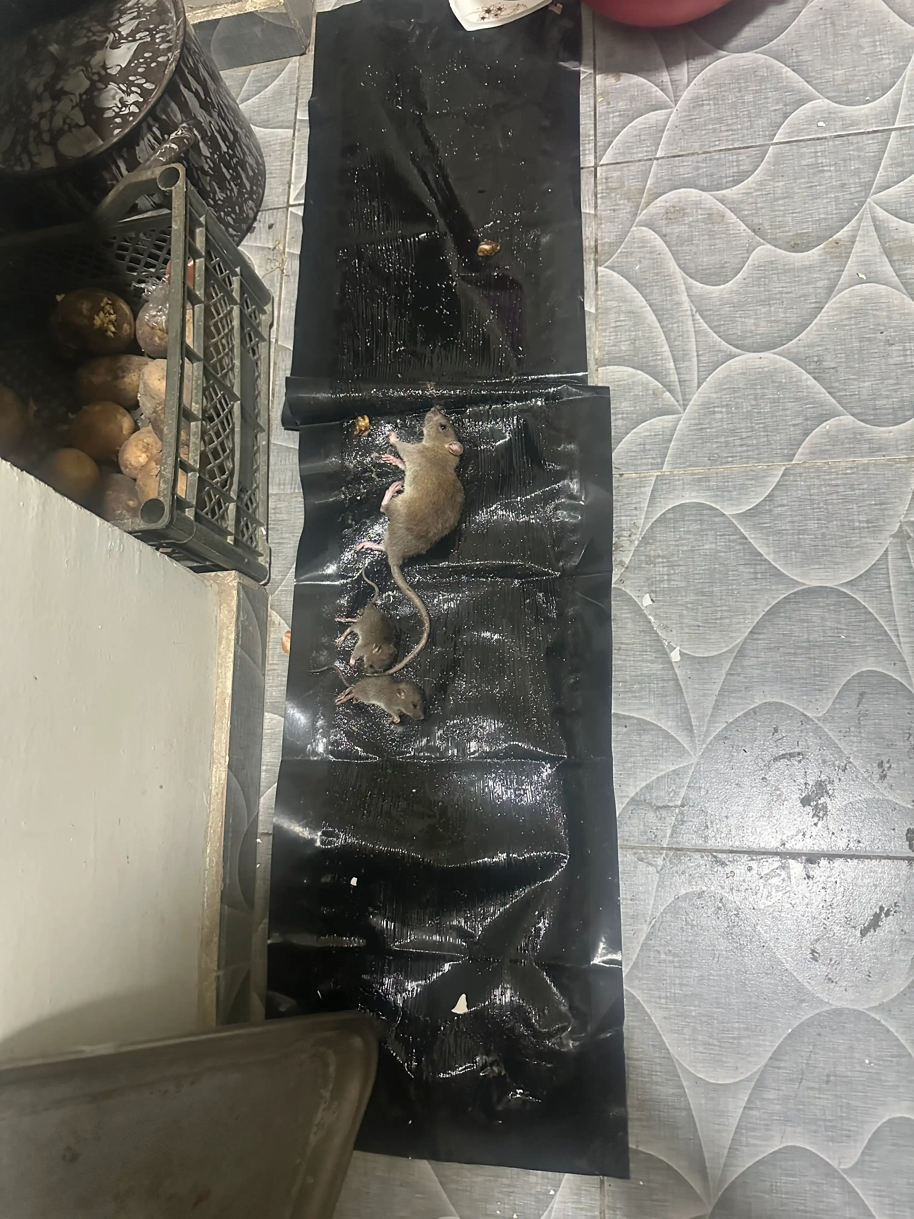 Kalamushlar va sichqonlar uchun yopishtiruvchi tuzoq, 120 * 28 sm