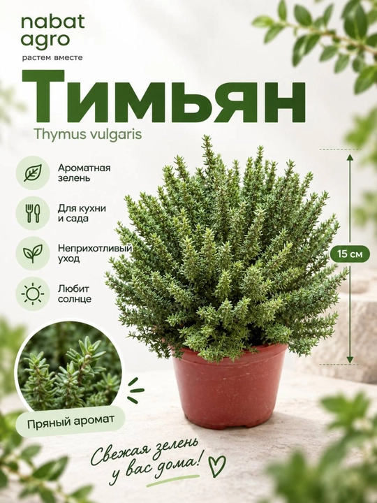 Тимьян, Живое растение в горшке с мелкими зелёными листьями - 