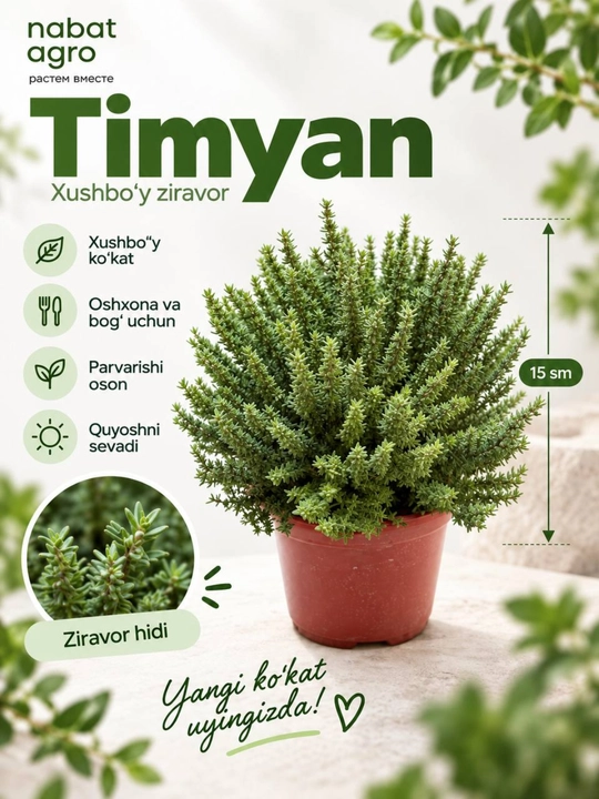 Timyan, mayda yashil barglari bo‘lgan tuvakdagi tirik o‘simlik