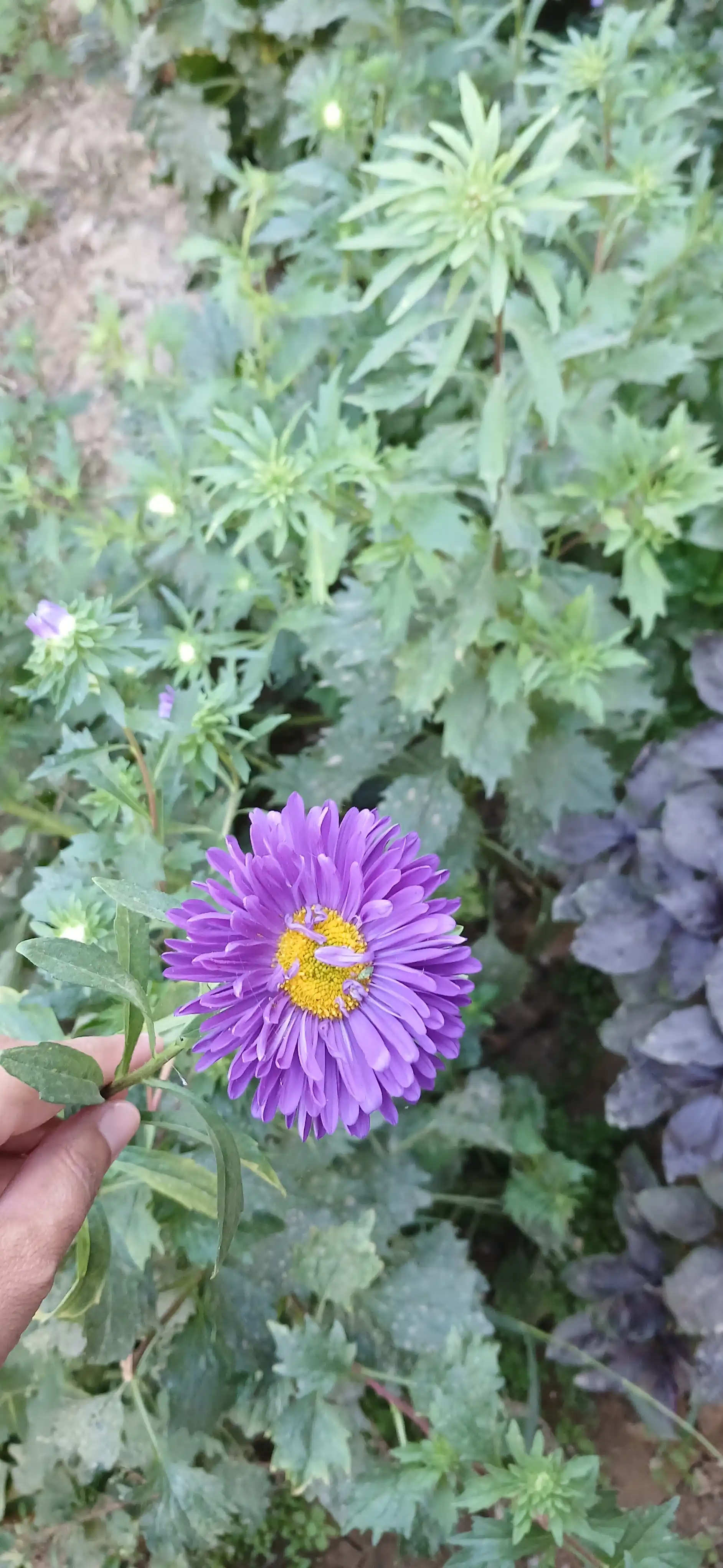 Gul urug'lari Coreopsis, Morning Glory, Moychechak, Aster, Verbena, chinnigullar, Dahlia
