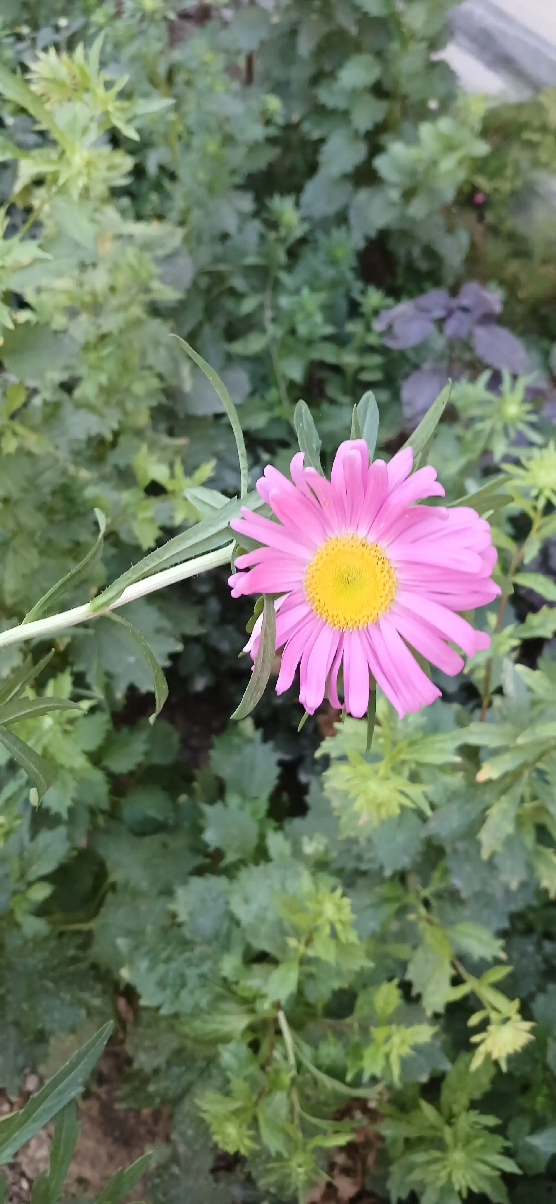 Gul urug'lari Coreopsis, Morning Glory, Moychechak, Aster, Verbena, chinnigullar, Dahlia