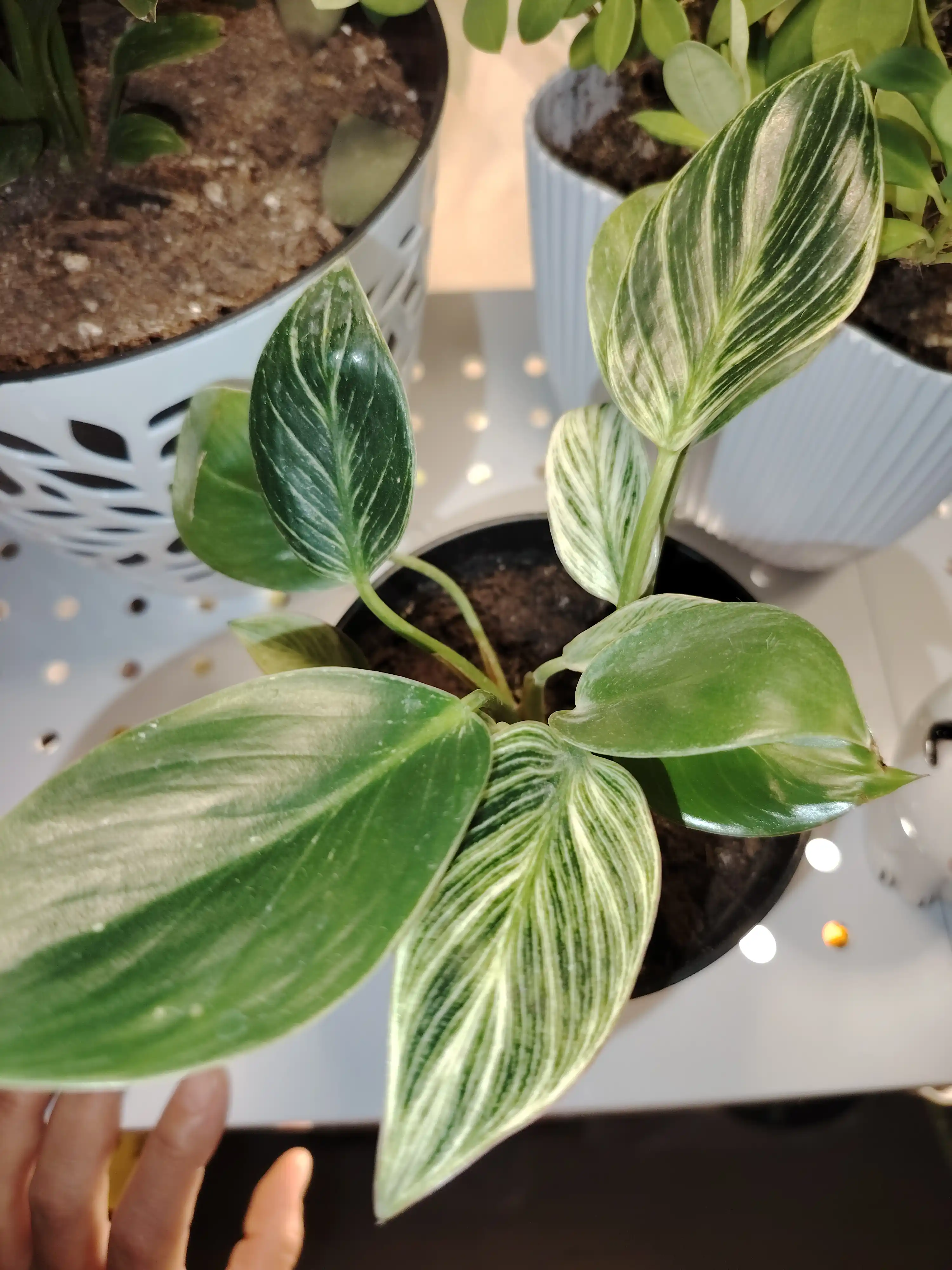 Filodendron Birkin, tirik xona o‘simligi