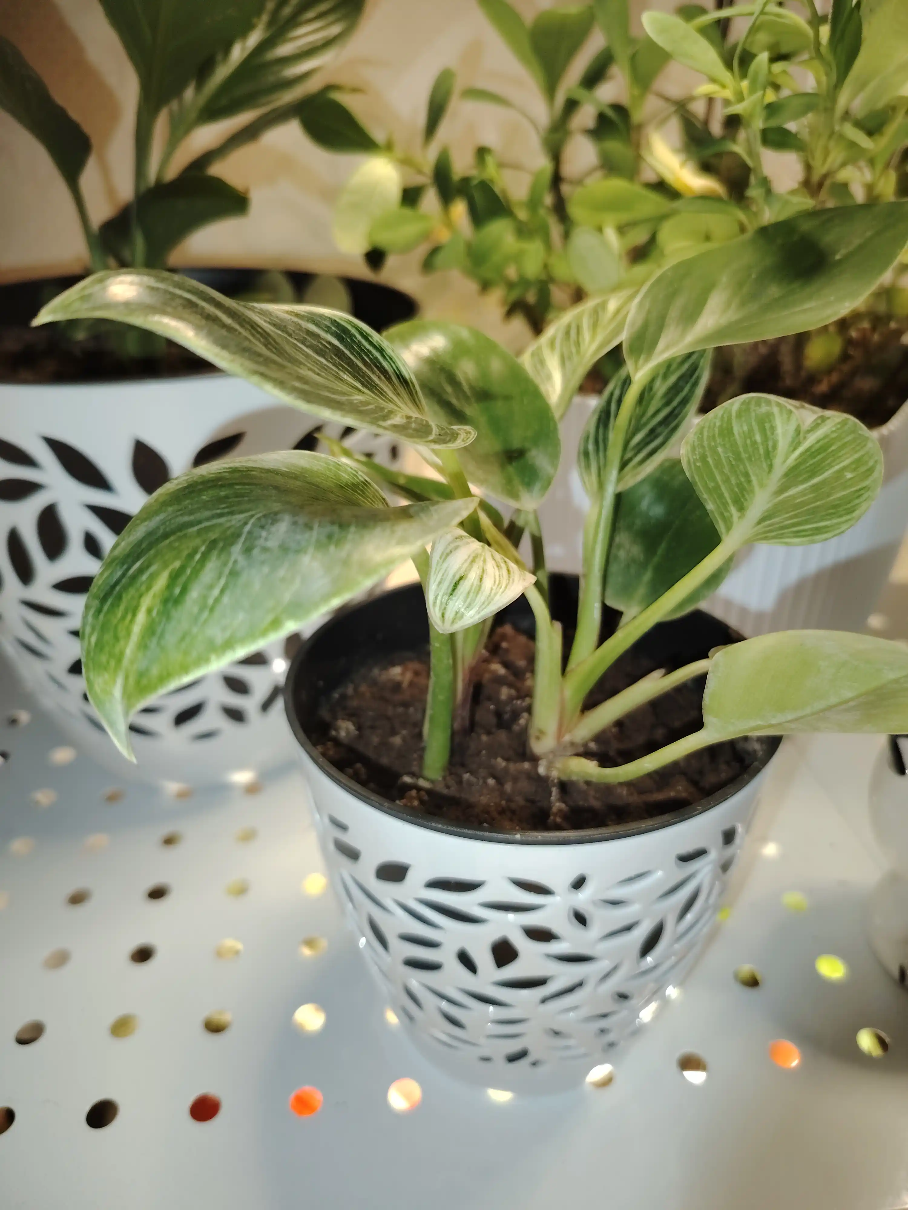 Filodendron Birkin, tirik xona o‘simligi