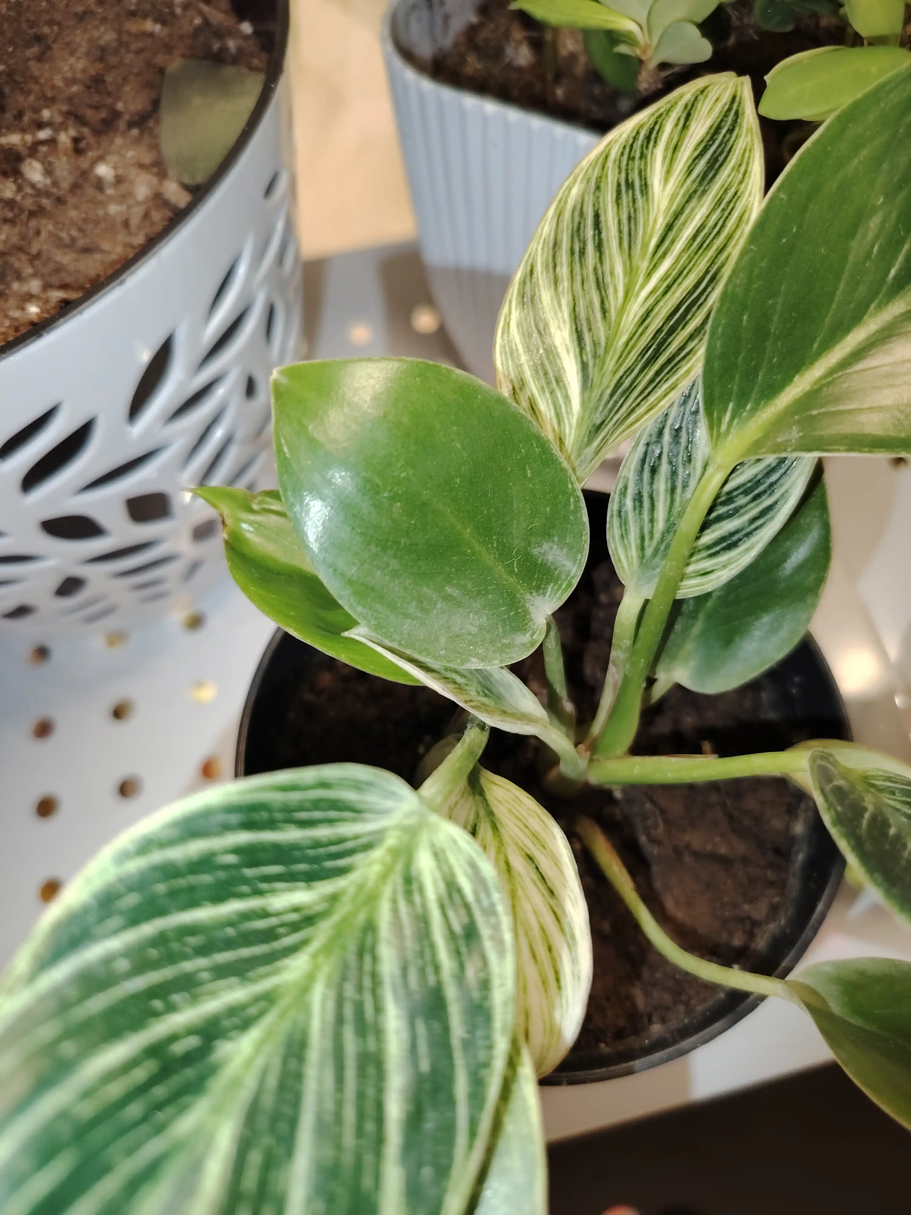 Filodendron Birkin, tirik xona o‘simligi