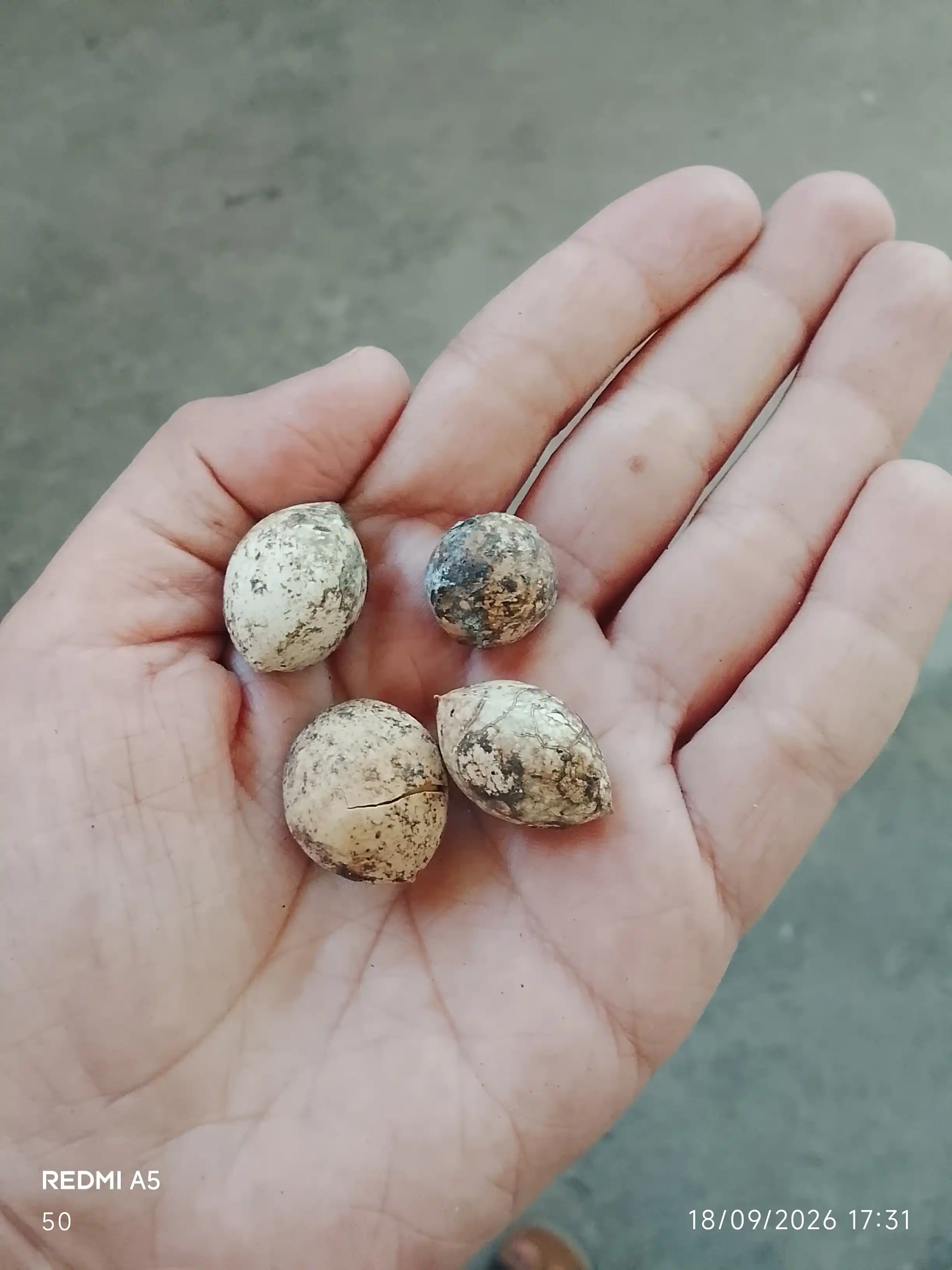 Ginkgo urug‘lari ikki parrakli relikt, 6 dona, o‘rmon burchagi