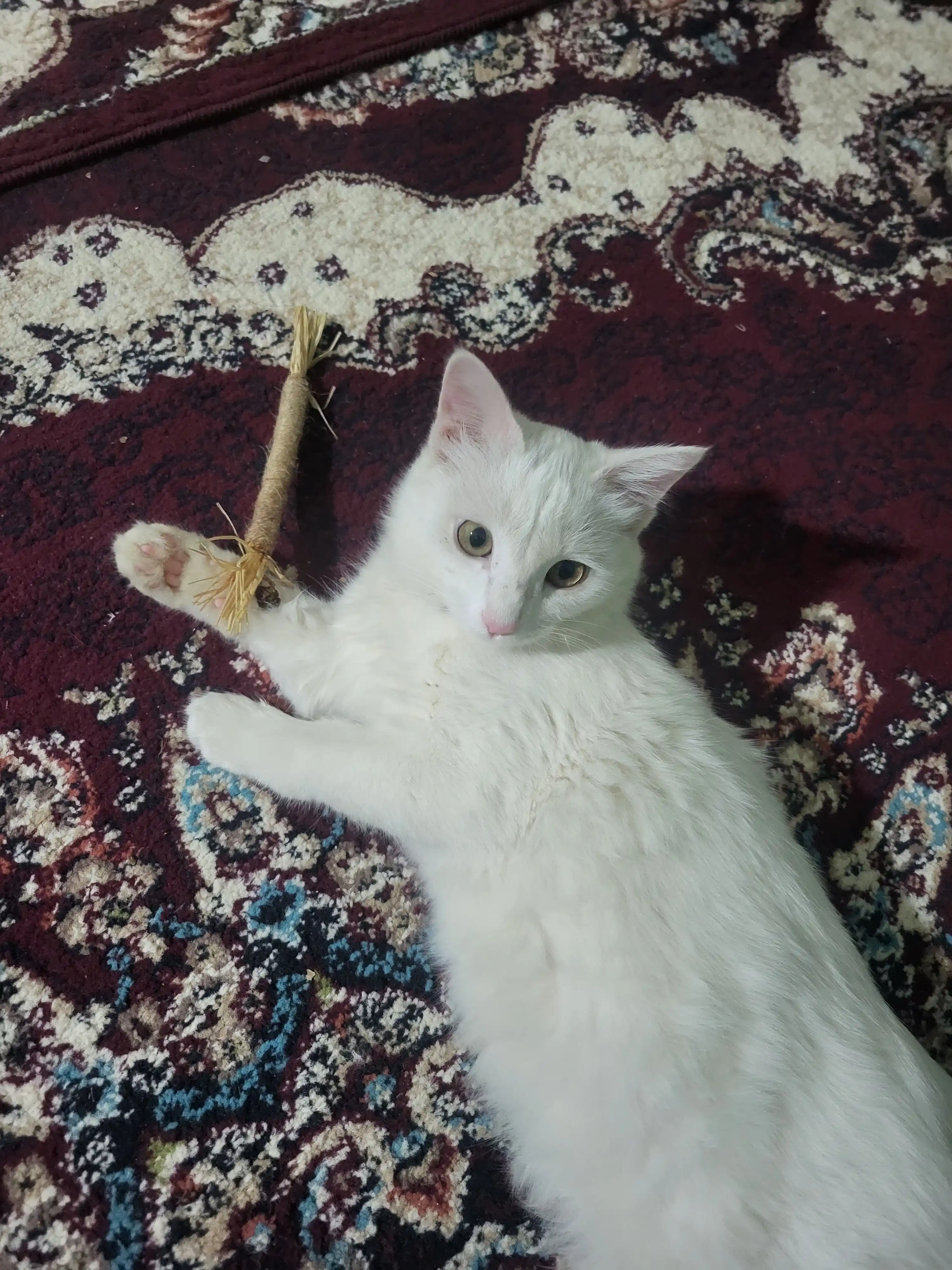 Кошачья мята для кошек, палочка мататаби натуральная дразнилка